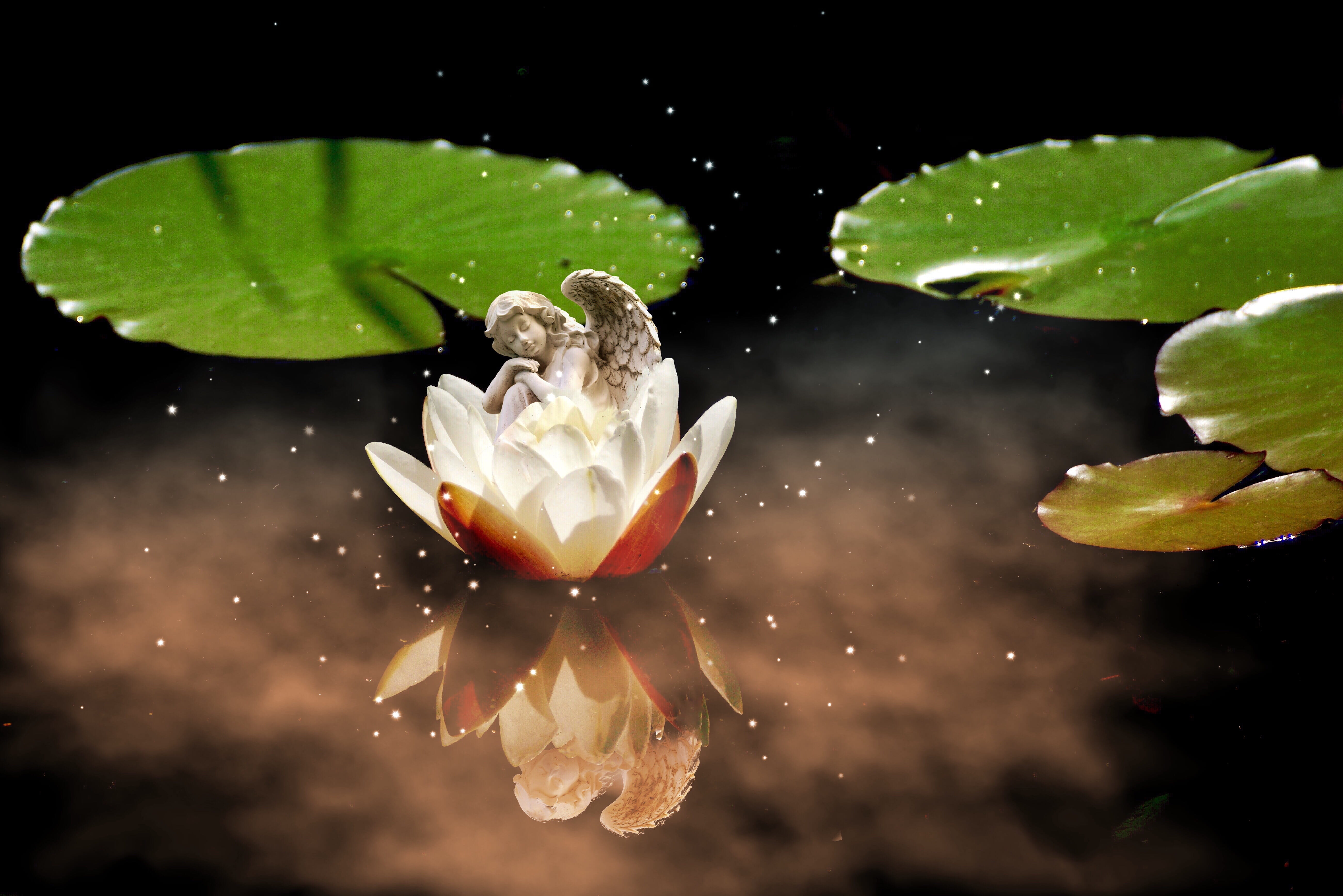 growth, inflorescence, dreamy, beauty in nature, no people, pond, white water lily, pollen, waterlily, petal, mirroring, lake rosengewächs, leaf, pond flower, HD Wallpaper