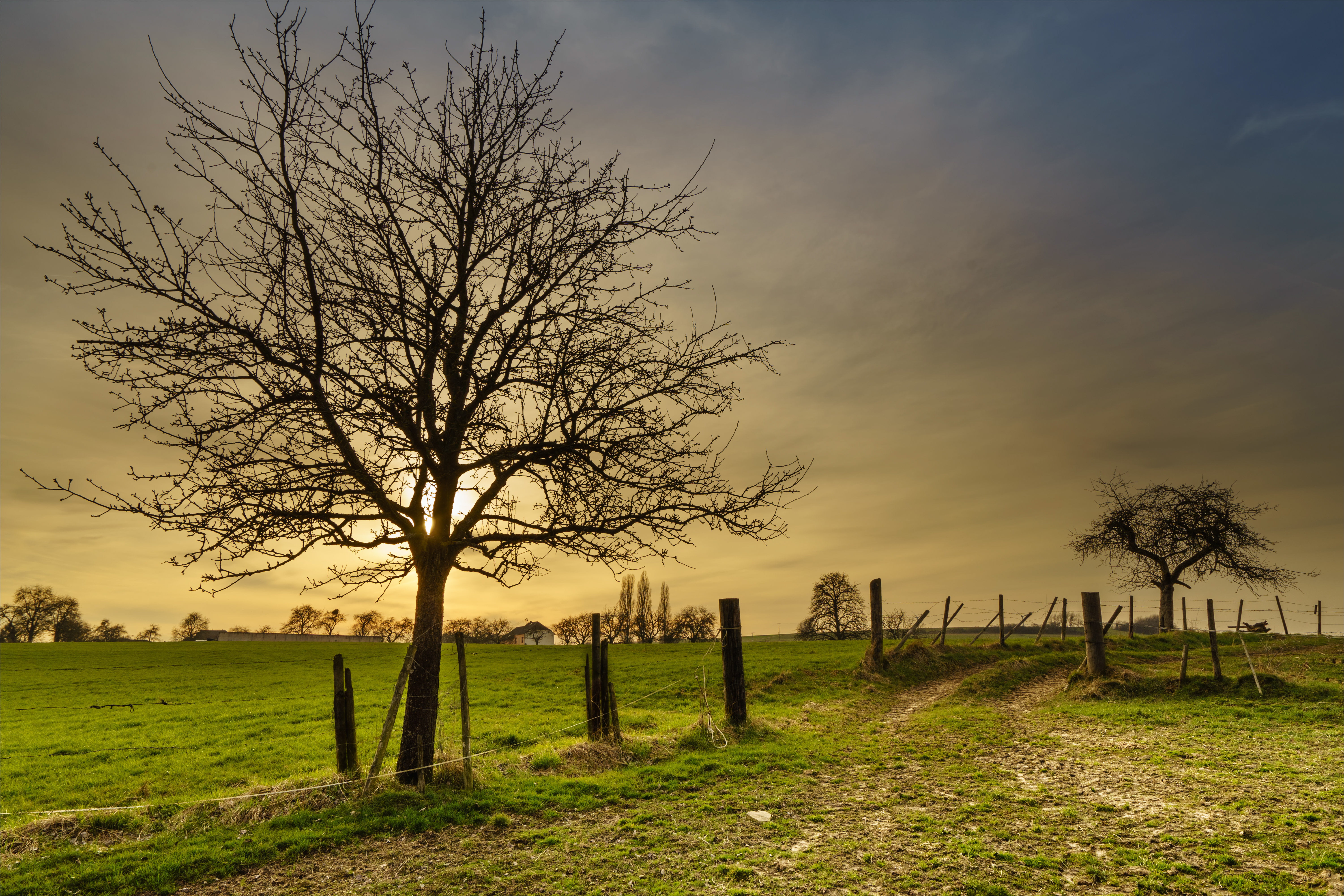 Perl  Saarland, photo, Lichtspiel, bare, field, grass, Wiese, Gras, Baum, 5K, Natur, DE, scenics, Meadow, Explore, nature, rural Scene, near, Evening, HD Wallpaper