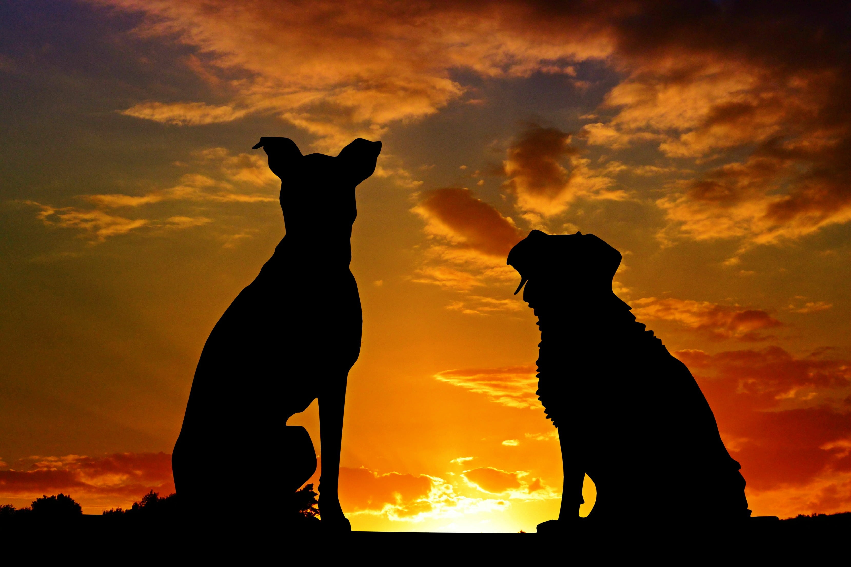 no people, lighting, nature, golden, sky, animals, back lit, sunlight, affection, 2K, silhouette, mood, abendstimmung, sunset, domestic, dusk, dogs, orange color, HD Wallpaper