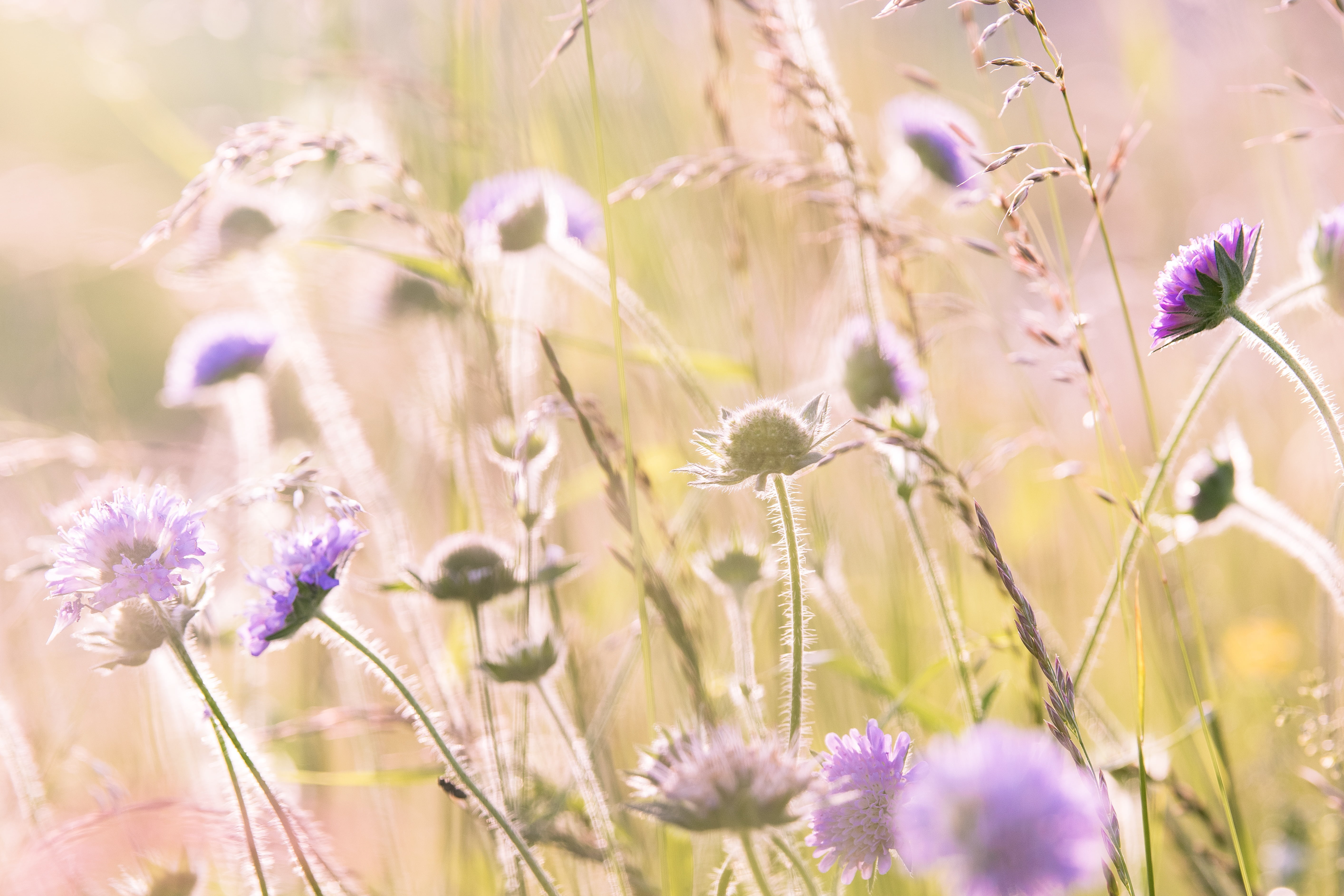 plant stem, flora, flower, sunlight, morgenstimmung, fragility, flowers, nature, purple flower, flower head, outdoors, close-up, freshness, field, romantic, HD Wallpaper