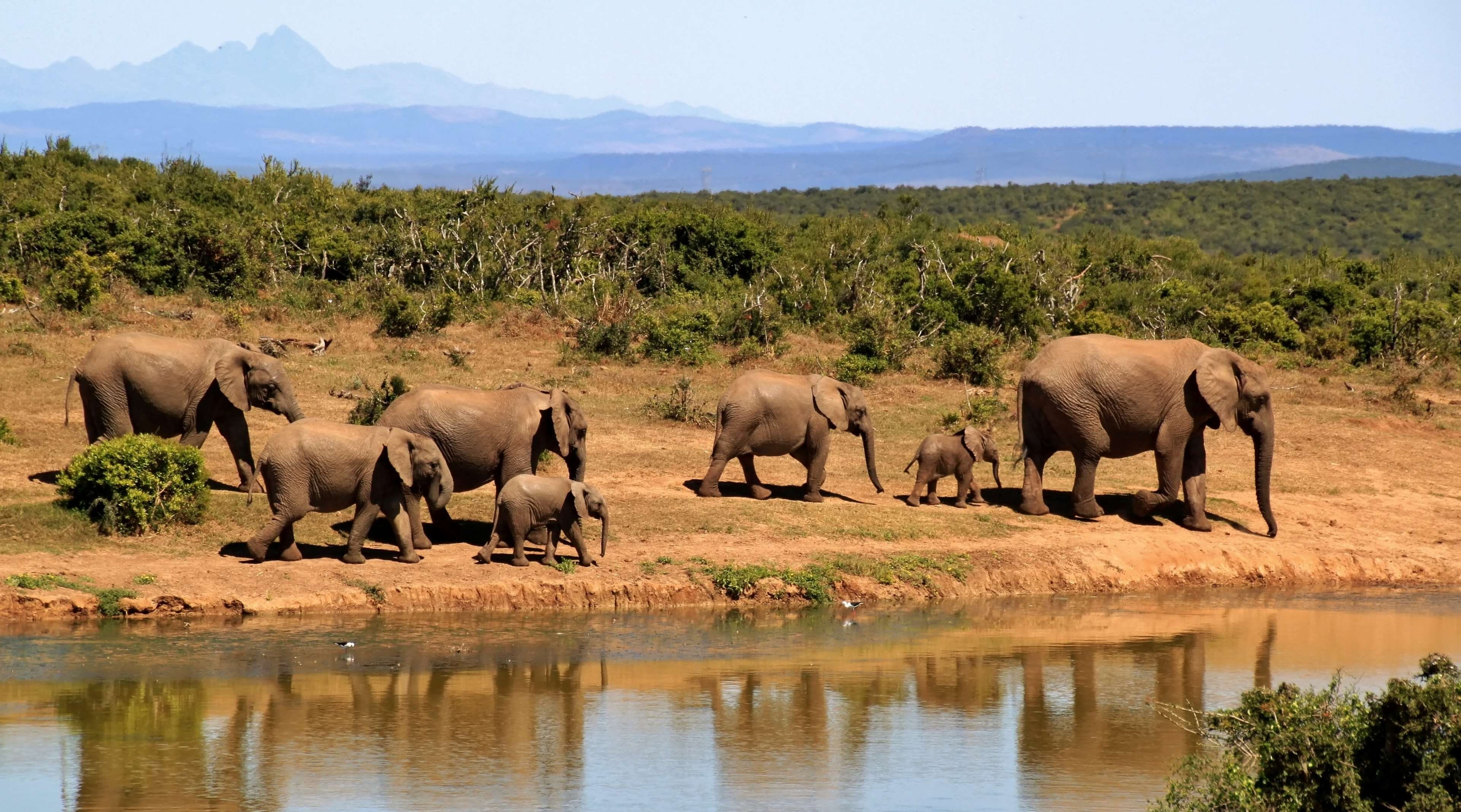 herd, animals, vertebrate, scenic, lake, reflection, shrubs, 4K, reflections, elephants, animal wildlife, animals in the wild, forest, animal, safari, HD Wallpaper