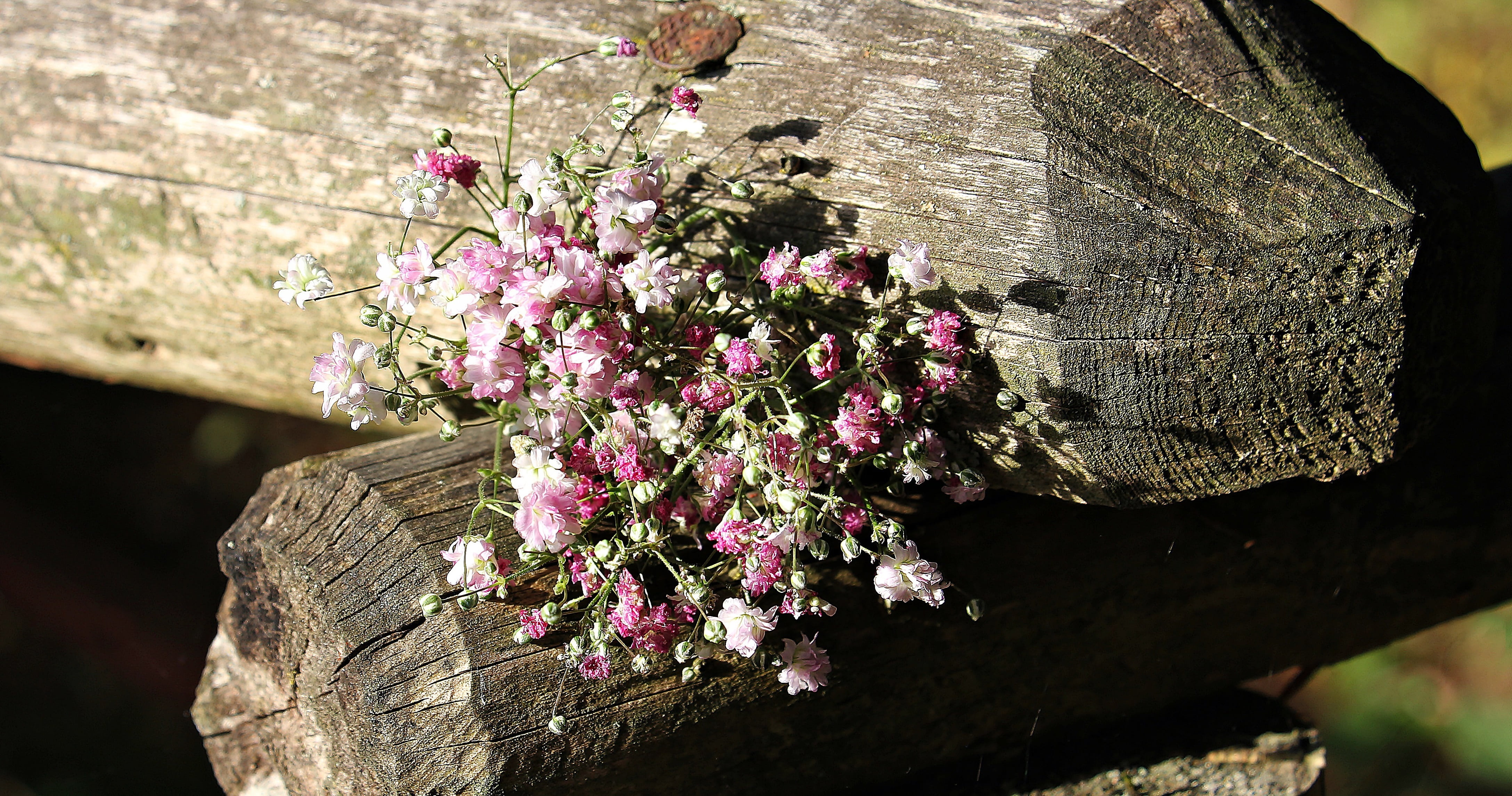 background, flower, close-up, lichtspiel, fragility, romantic, bag gypsofilia seeds, flowering plant, bark, plant, purple, pink flowers, freshness, gypsophila, HD Wallpaper