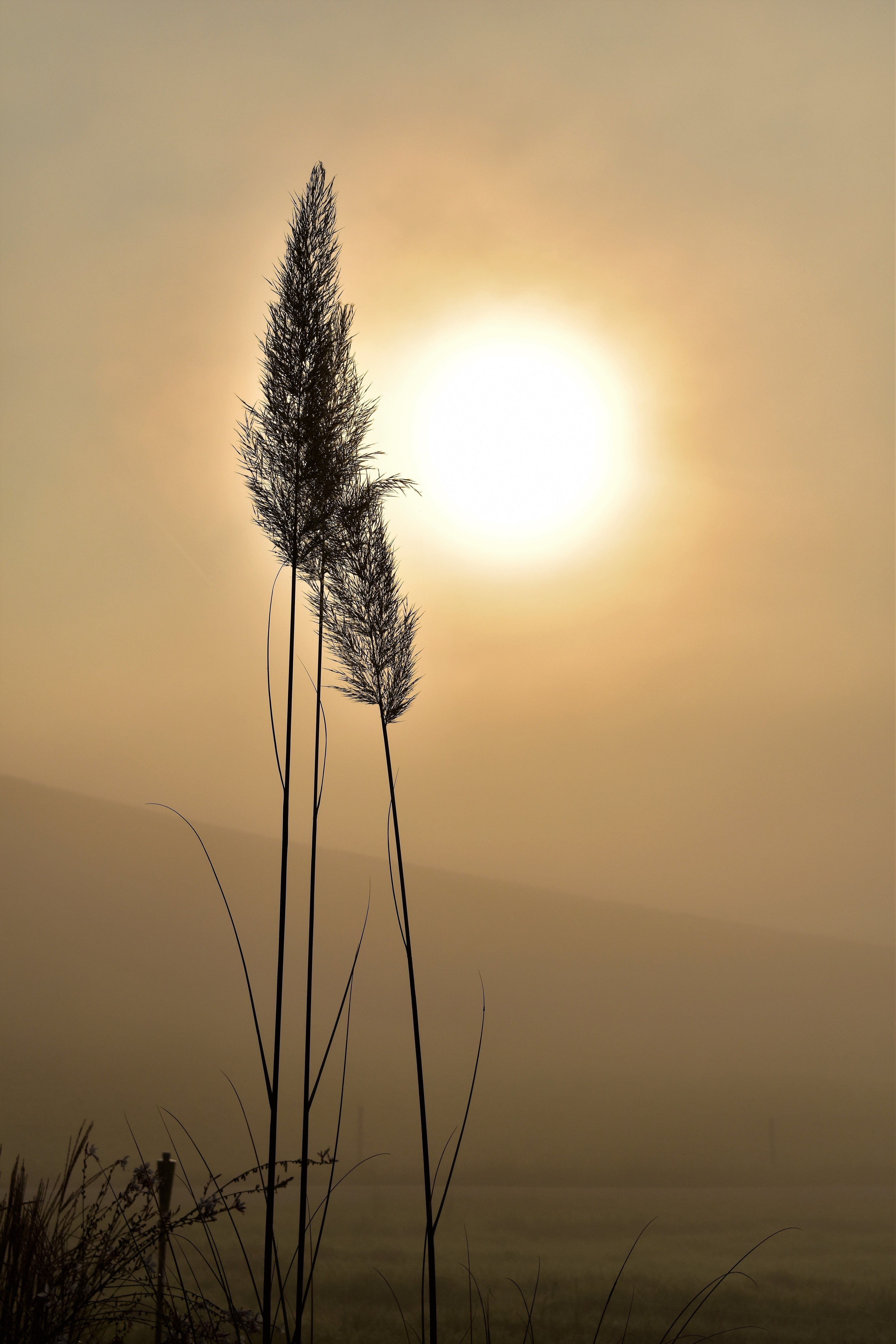 beauty in nature, closeups, lichtspiel, landscape, idyllic, no people, blades of grass, non-urban scene, golden, sunlight, nature, growth, grasses, sun, Phone HD Wallpaper