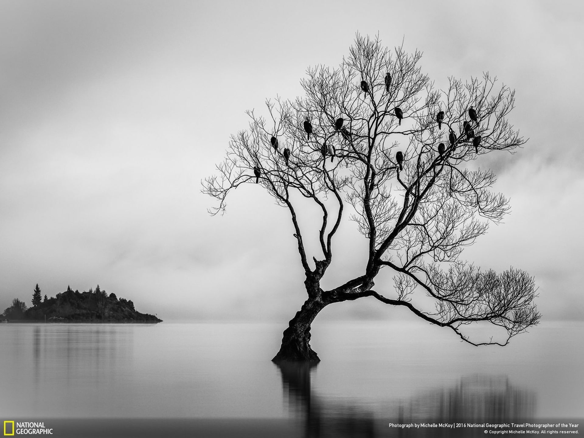 reflection, plant, national, wanaka, tree, day, magical, branch, geographic, water, no people, scenics - nature, nature, tranquility, lake, cloud - sky, HD Wallpaper