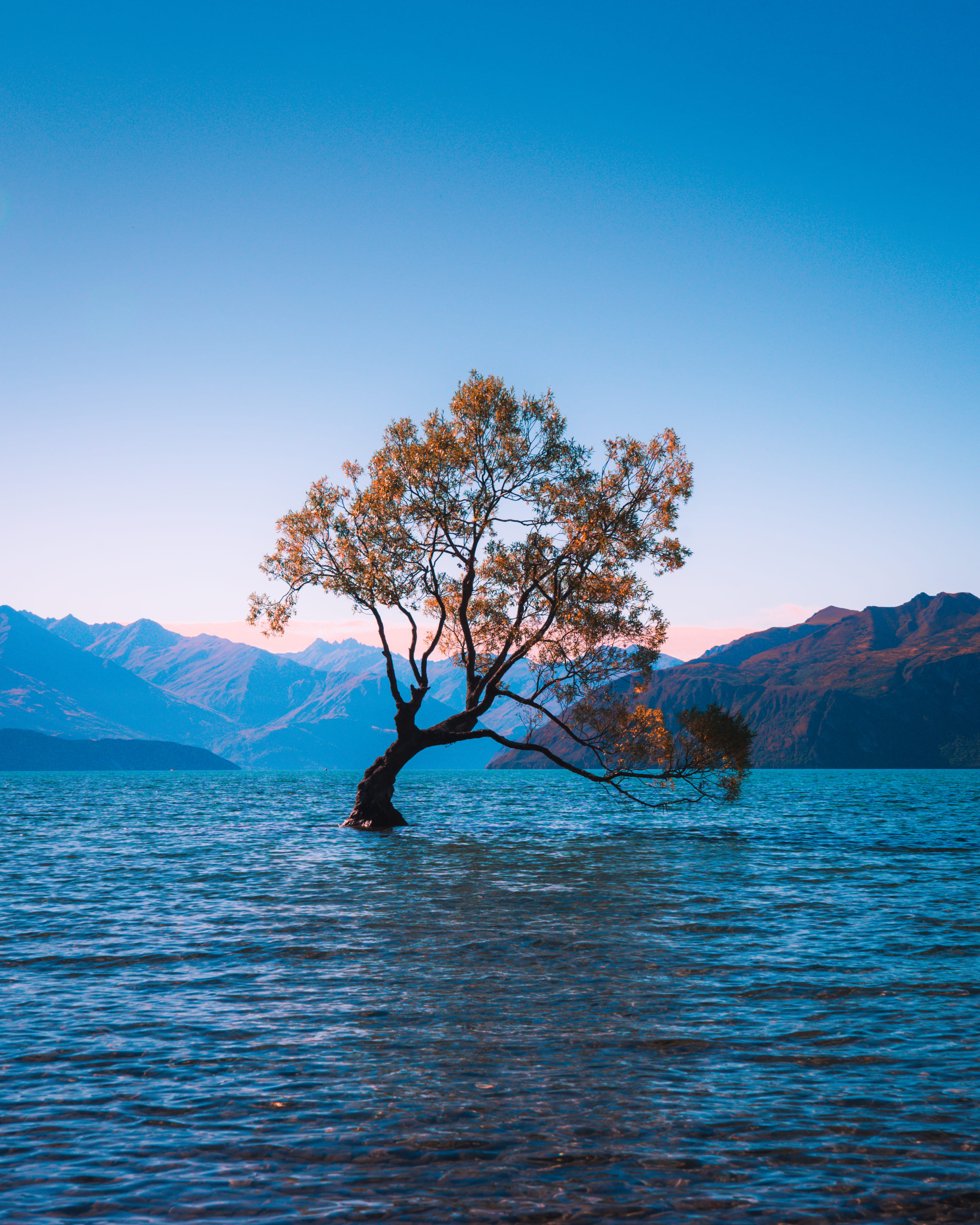 alone, brown, summer, european Alps, mountain Range, vacations, reflection, queenstown, landscape, day, travel Destinations, coast, wanaka tree, leaves, Phone HD Wallpaper