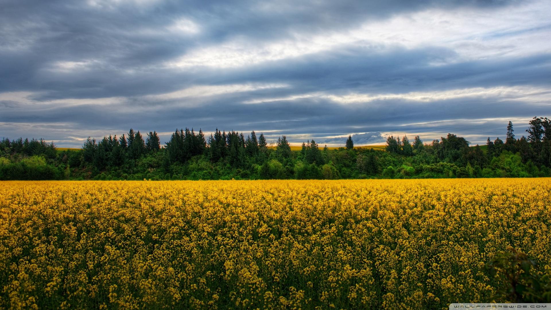 field, flowers, trees, 1080P, yellow, nature and landscapes, new, green, clouds, grass, zeal, wildflowers, HD Wallpaper