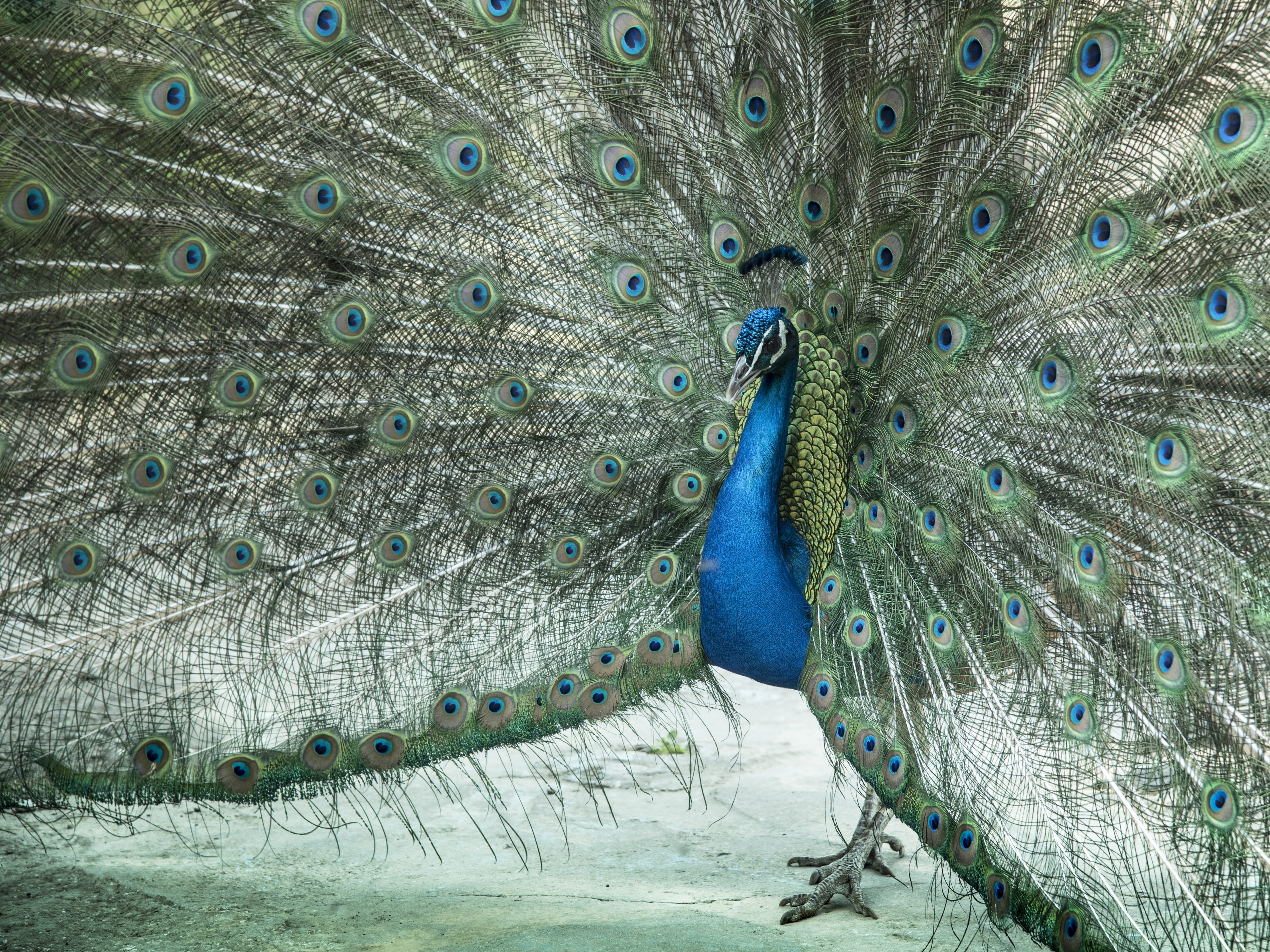 ave, courtship, animals, animal, figure, Plumage, Nice, feather, couple, 4K, link, animals in the wild, photography, beauty, Zeal, no people, one animal, HD Wallpaper