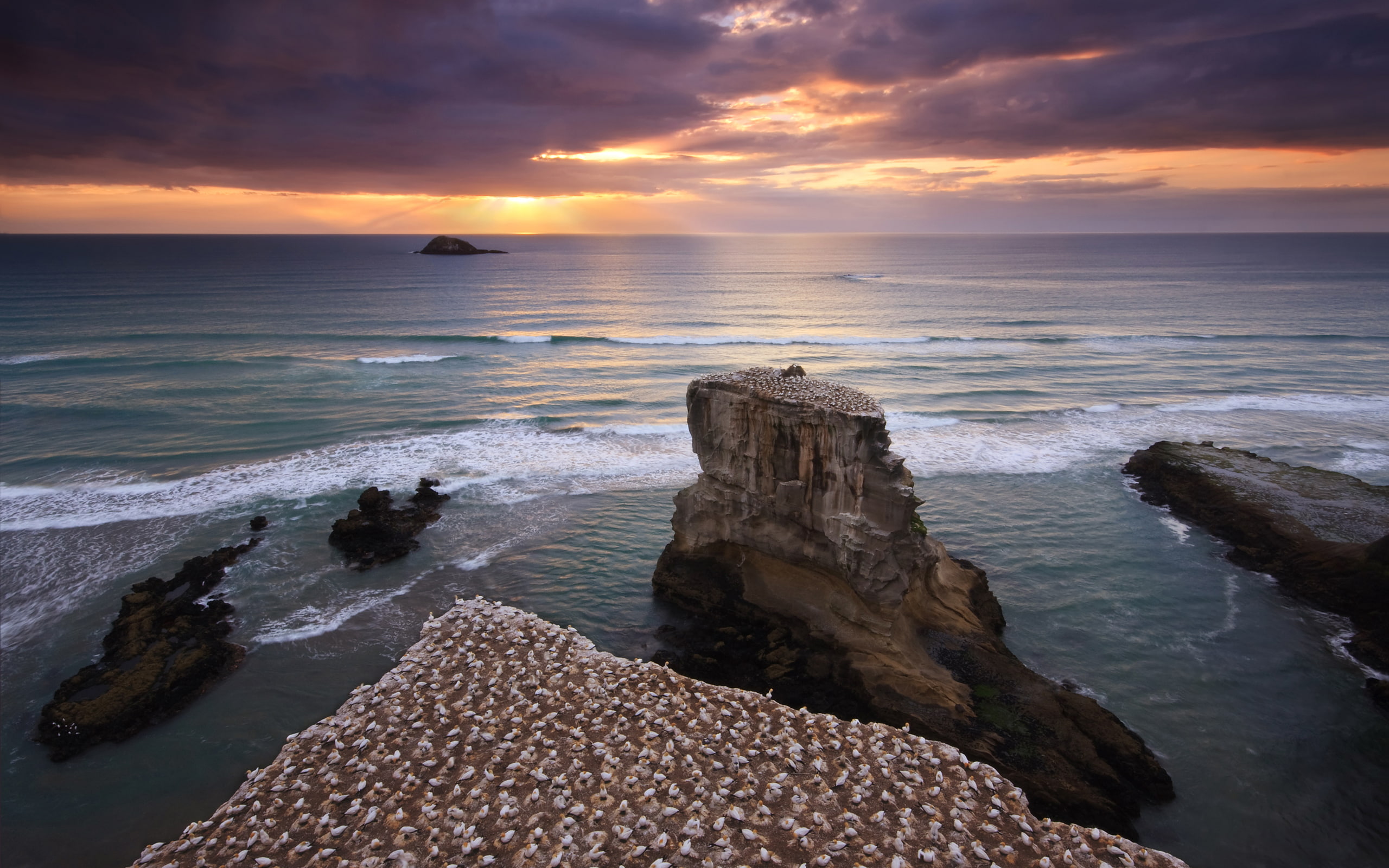 water, seascape, photography, ocean, muriwaibeach, nature, aucklandnewzealand, 2K, colony, cliffs, gannet, sunset, sky, birds, newzealand, clouds, muriwai, HD Wallpaper