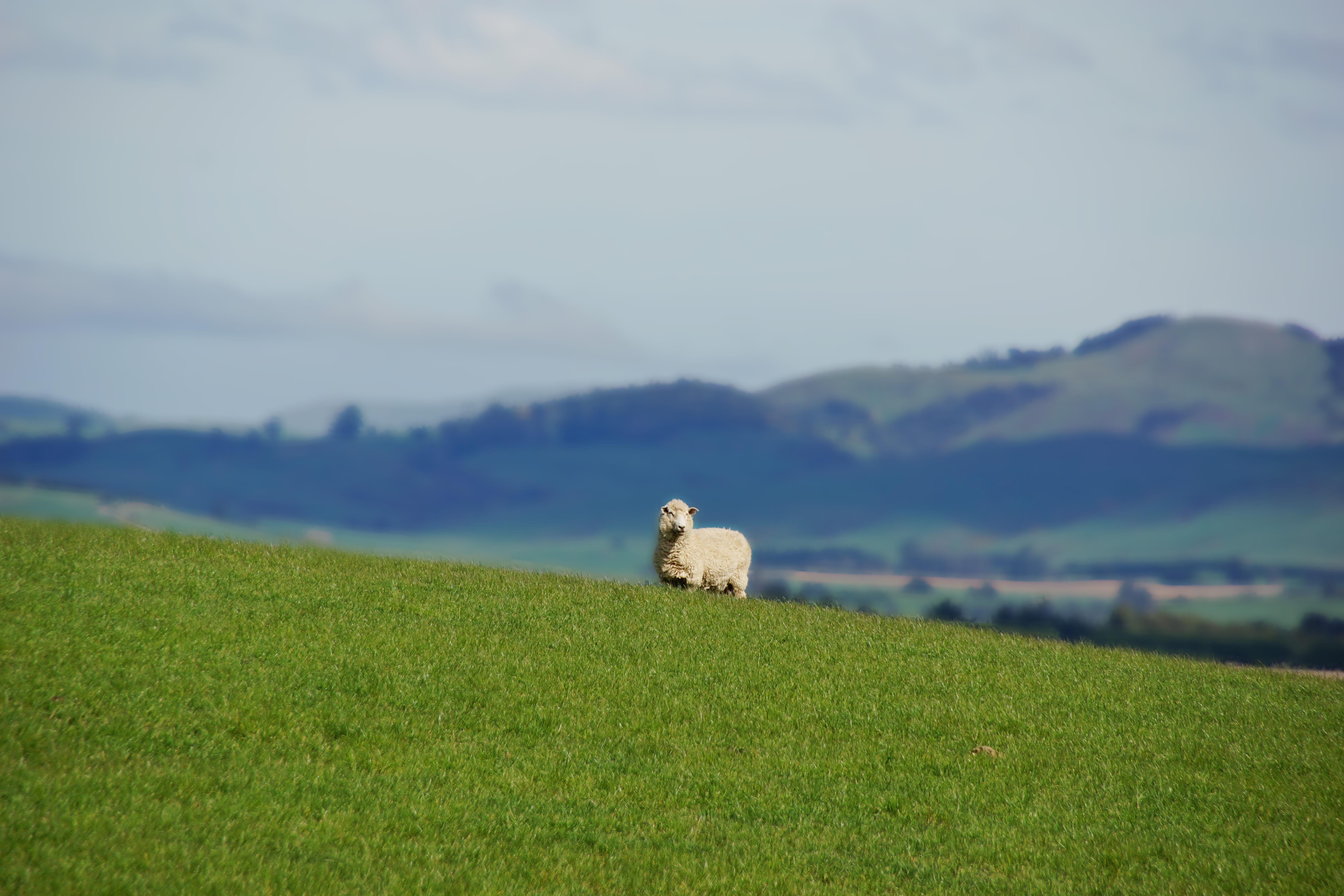 vertebrate, newzealand, mammal, pets, no people, beauty in nature, day, one animal, domestic animals, environment, animal, grass, green color, field, landscape, HD Wallpaper
