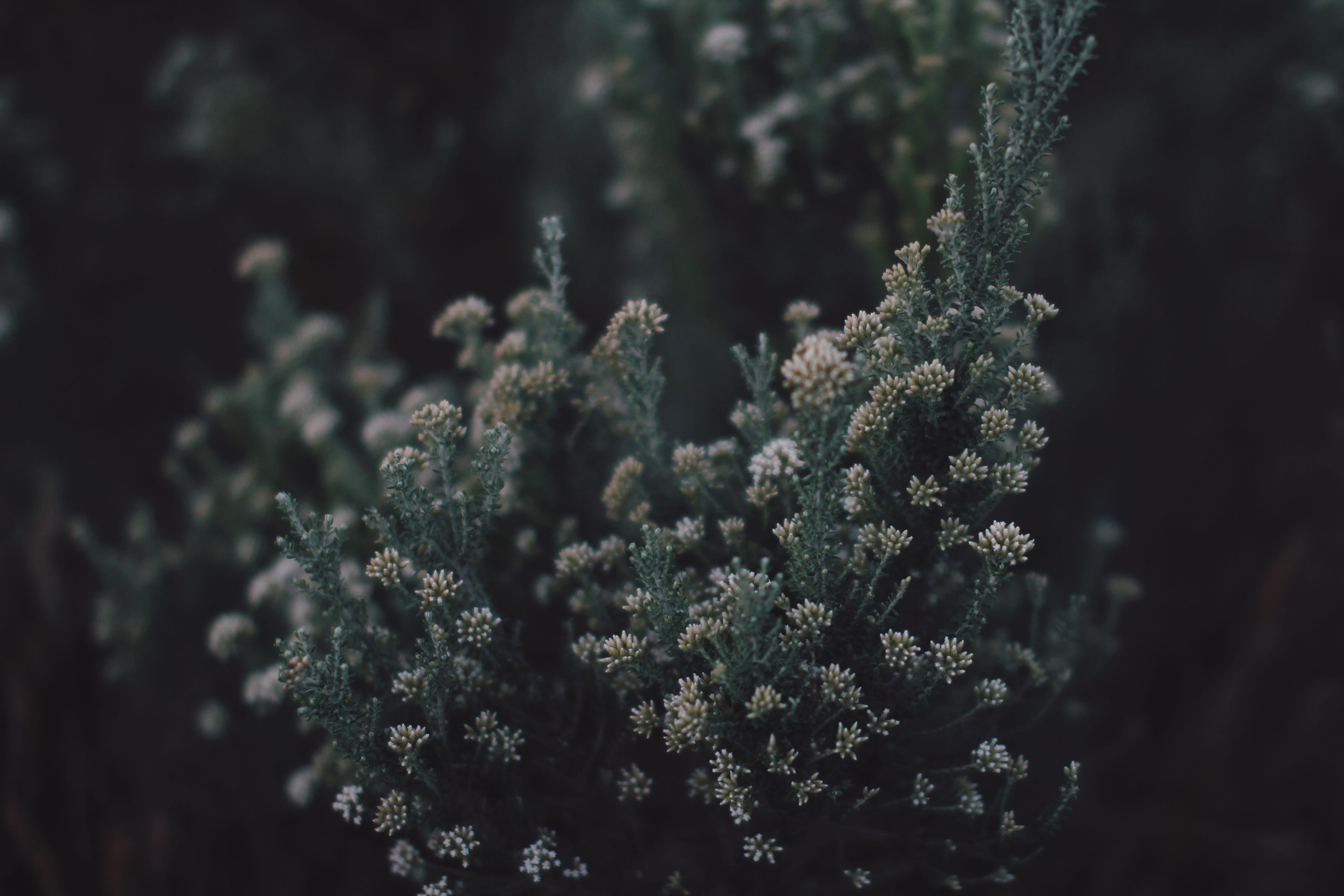 flowers, beach, close-up, growth, green color, healthcare and medicine, vulnerability, lichen, branch, tranquility, bush, nelsoncity, flower, newzealand, HD Wallpaper