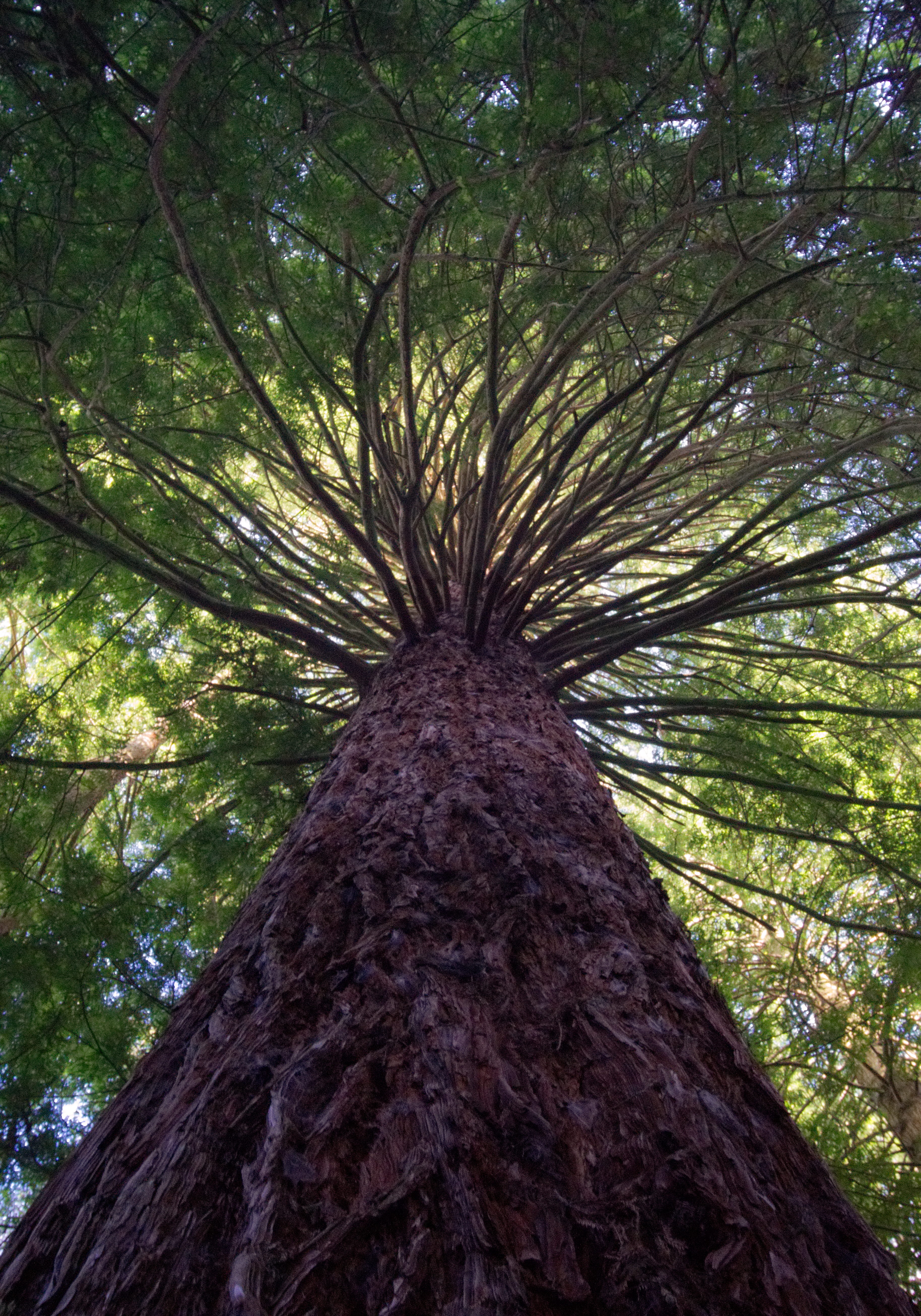 green, light, palm tree, tropical climate, land, tranquility, palm leaf, no people, nature, low angle view, tree trunk, new zealand, forest, beauty in nature, Phone HD Wallpaper