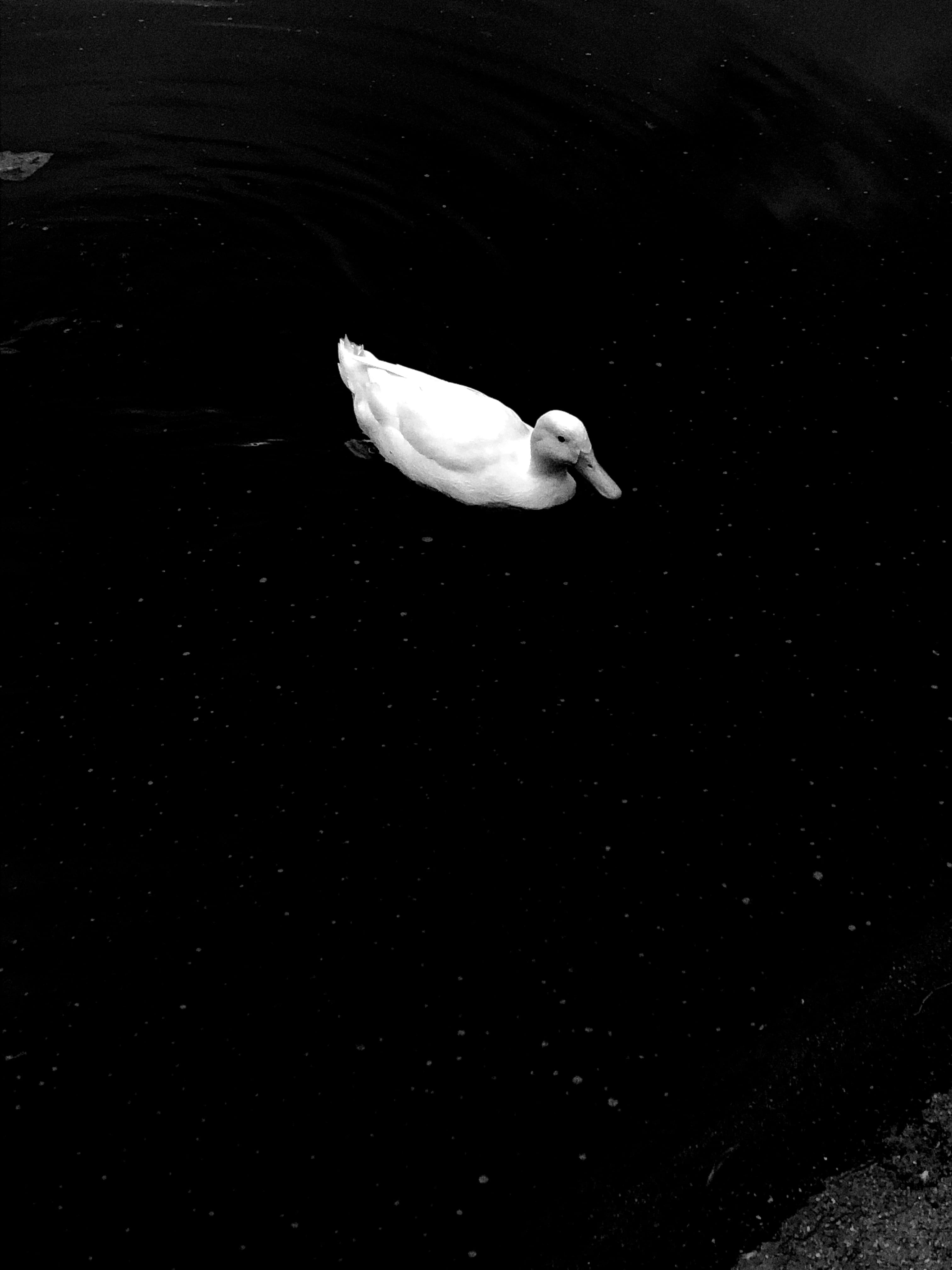 bird, water, no People, white, minimal, feather, wing, loneliness, birdlife, beak, body, goose, black background, swan, river, black, wild, duck, sentiment, Phone HD Wallpaper