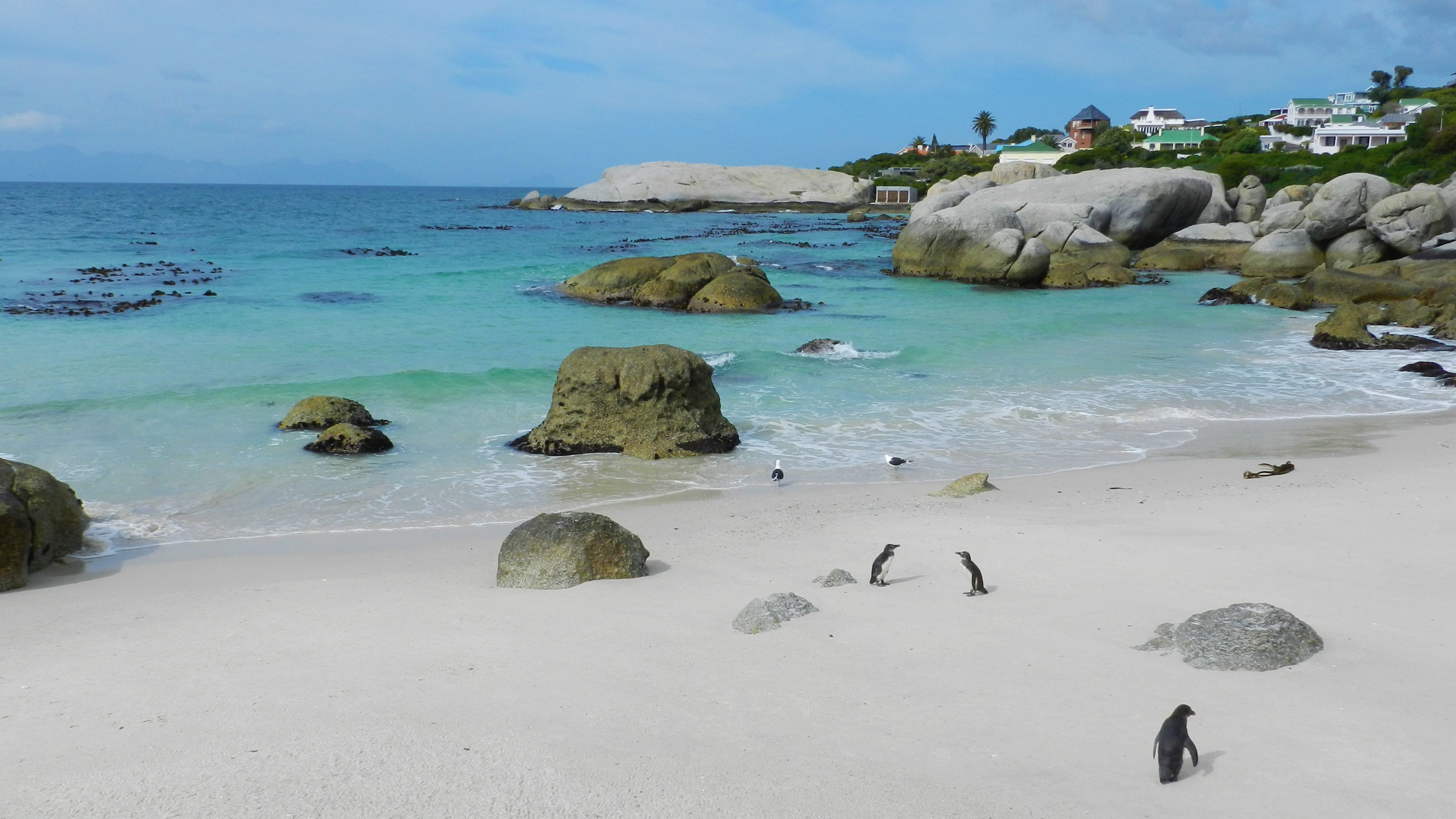 horizon, boulders, solid, south africa, outdoors, land, vista, horizon over water, landscape, capetown, beach, birdlife, 4K, cape town, scenics - nature, HD Wallpaper