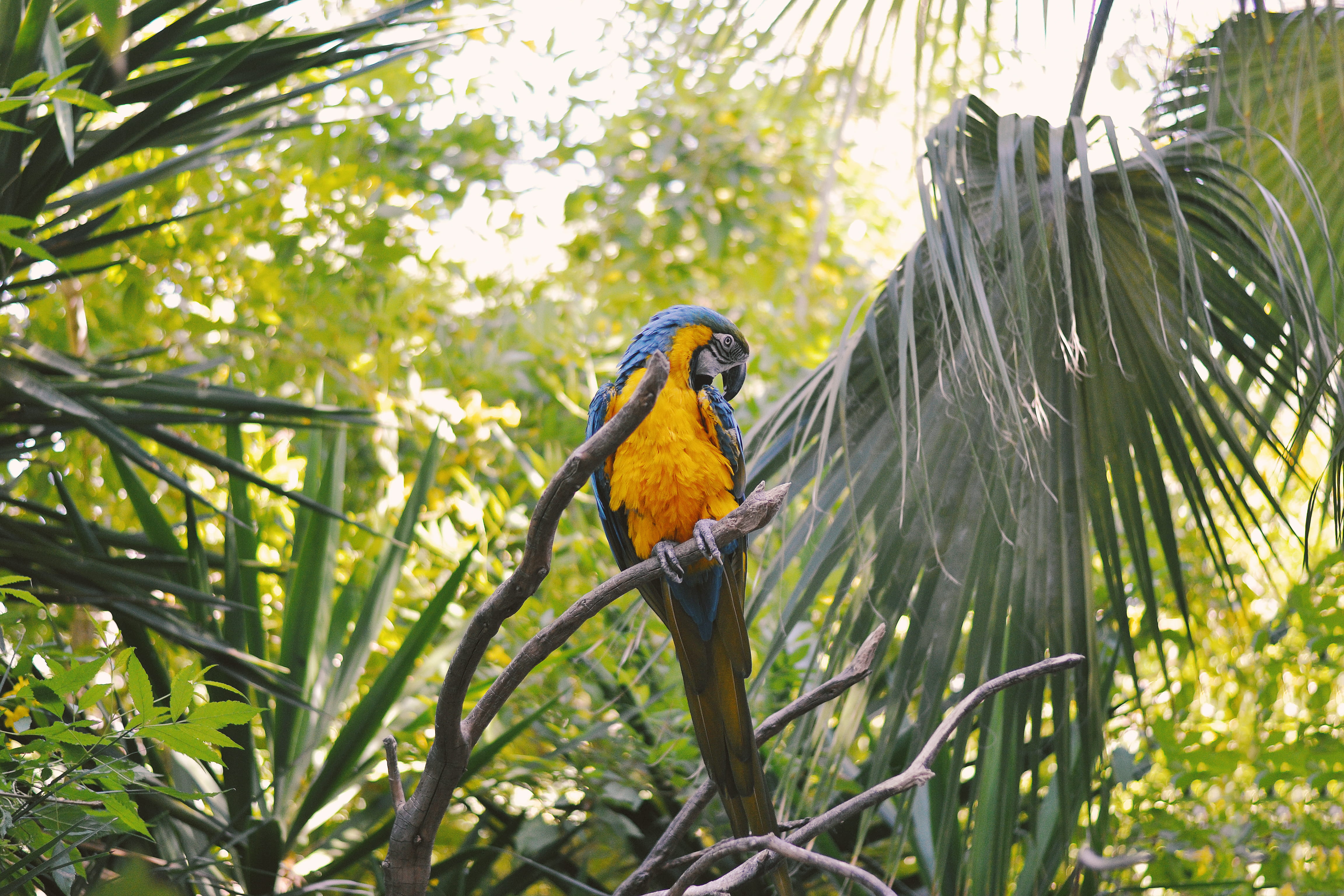 animal themes, outdoors, albufeira, day, animal, flora, one animal, parrot, animals in the wild, portugal, jungle, green color, palm leaf, focus on foreground, HD Wallpaper