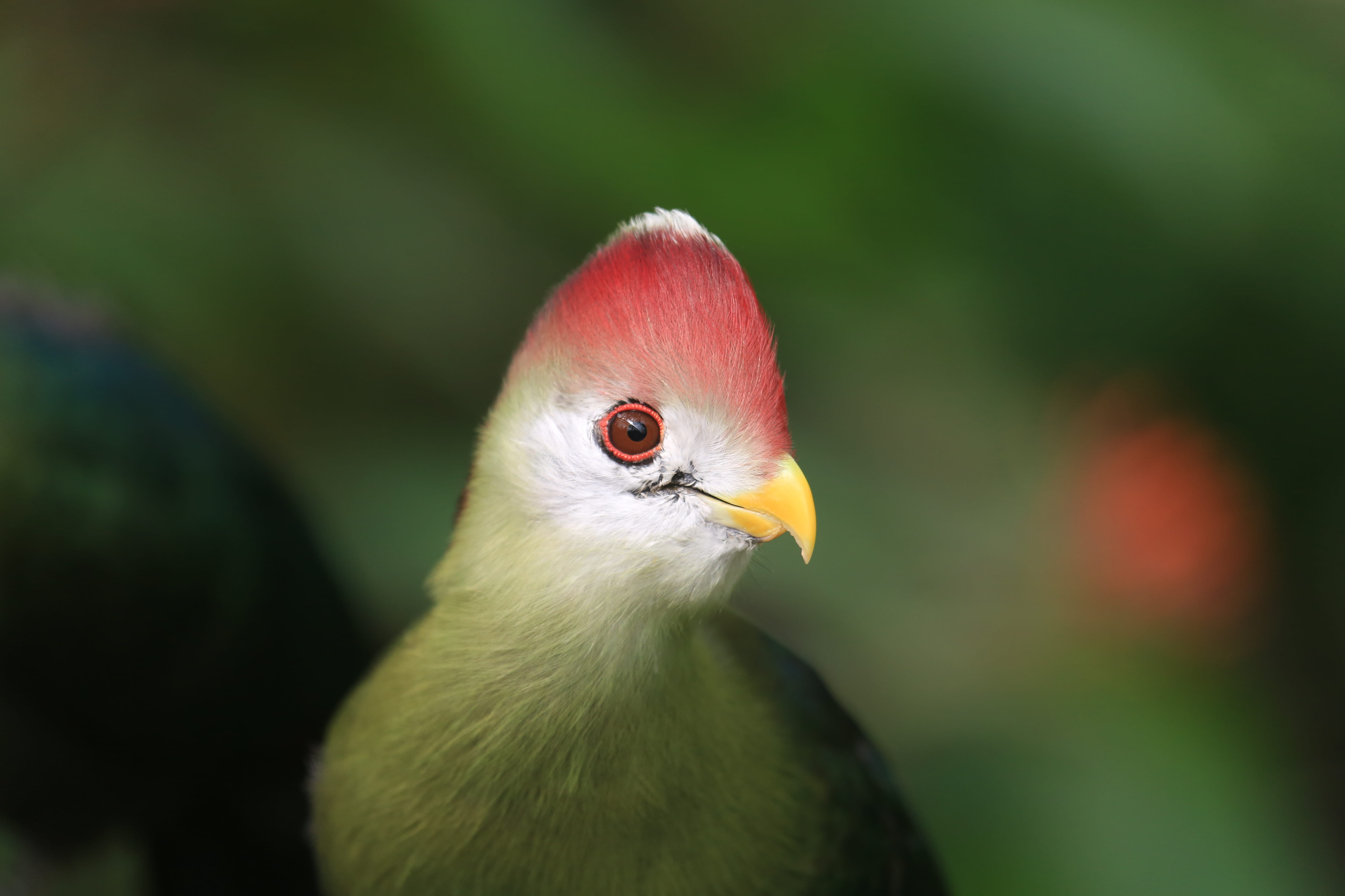 photography, north anston, looking, beak, animal body part, 5K, vertebrate, boken, tropical, exotic, feather, animal wildlife, one animal, close, parrot, HD Wallpaper