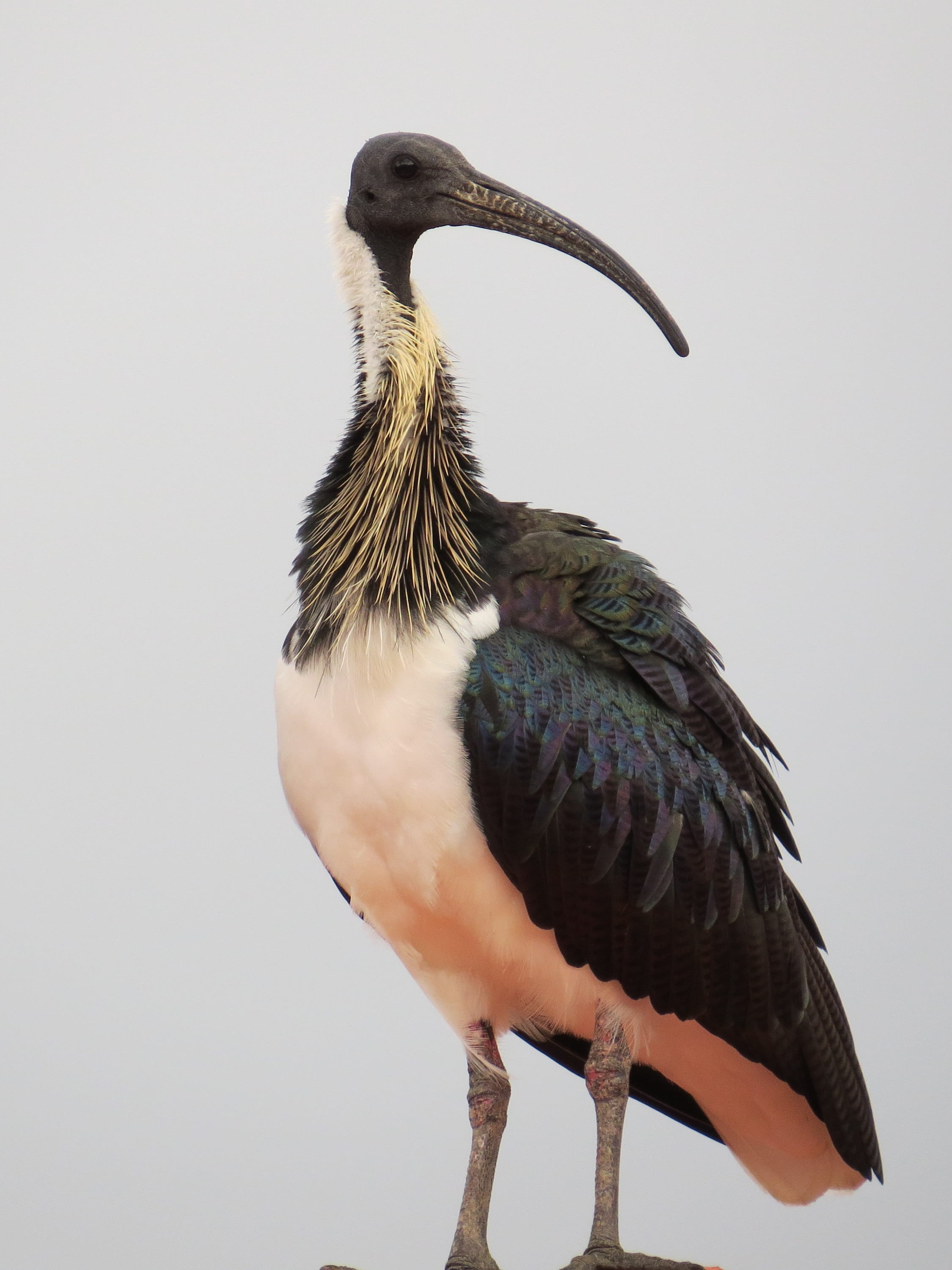 straw-necked ibis, day, beak, bird, wild, water, perching, studio shot, full length, threskiornis, copy space, iridescent, threskiornithidae, glossy, birdlife, Phone HD Wallpaper