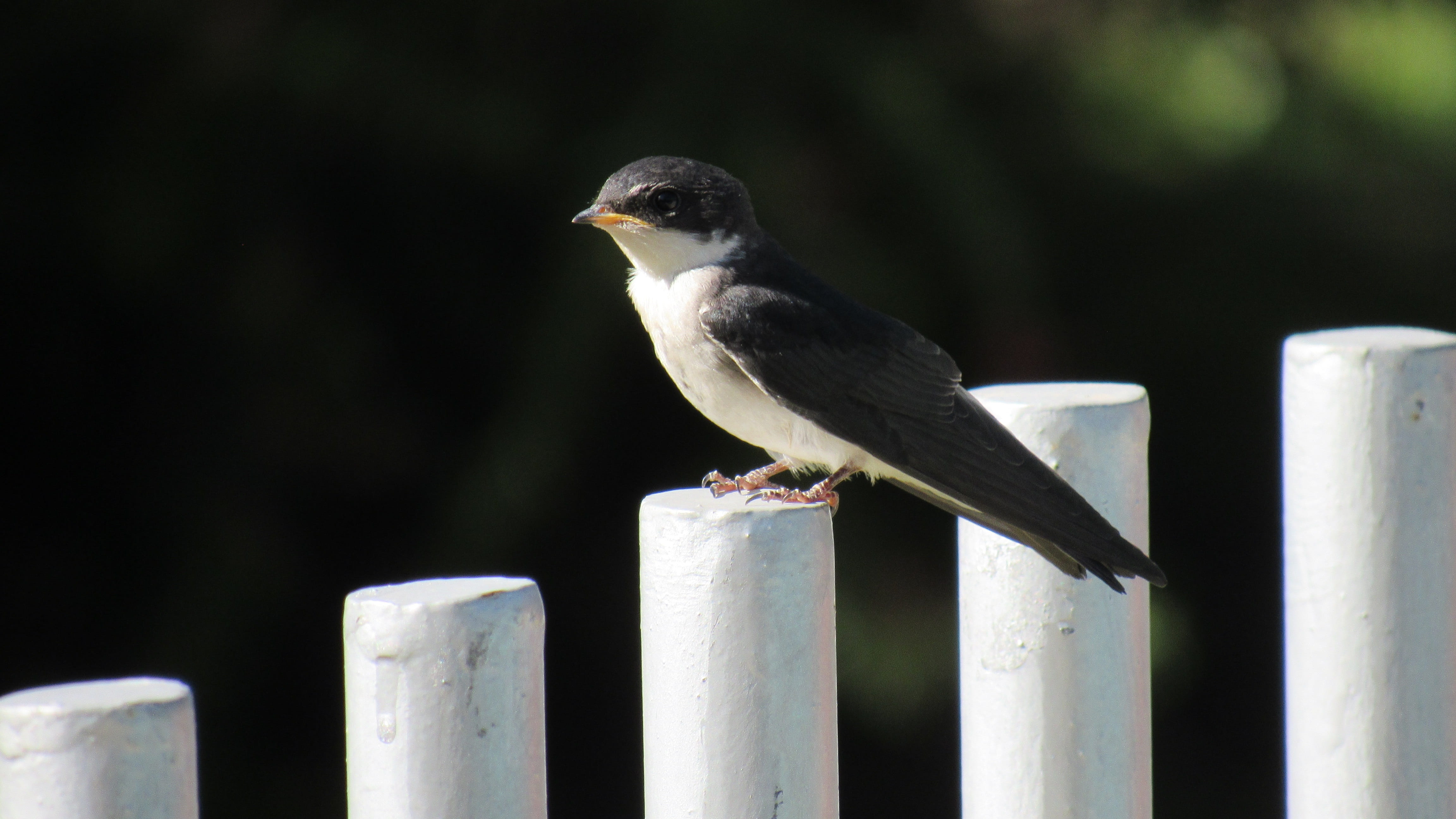 focus on foreground, animal themes, wooden post, golondrina chilena, wild, animal, railing, beautiful, chile, post, outdoors, fly, one animal, vertebrate, HD Wallpaper