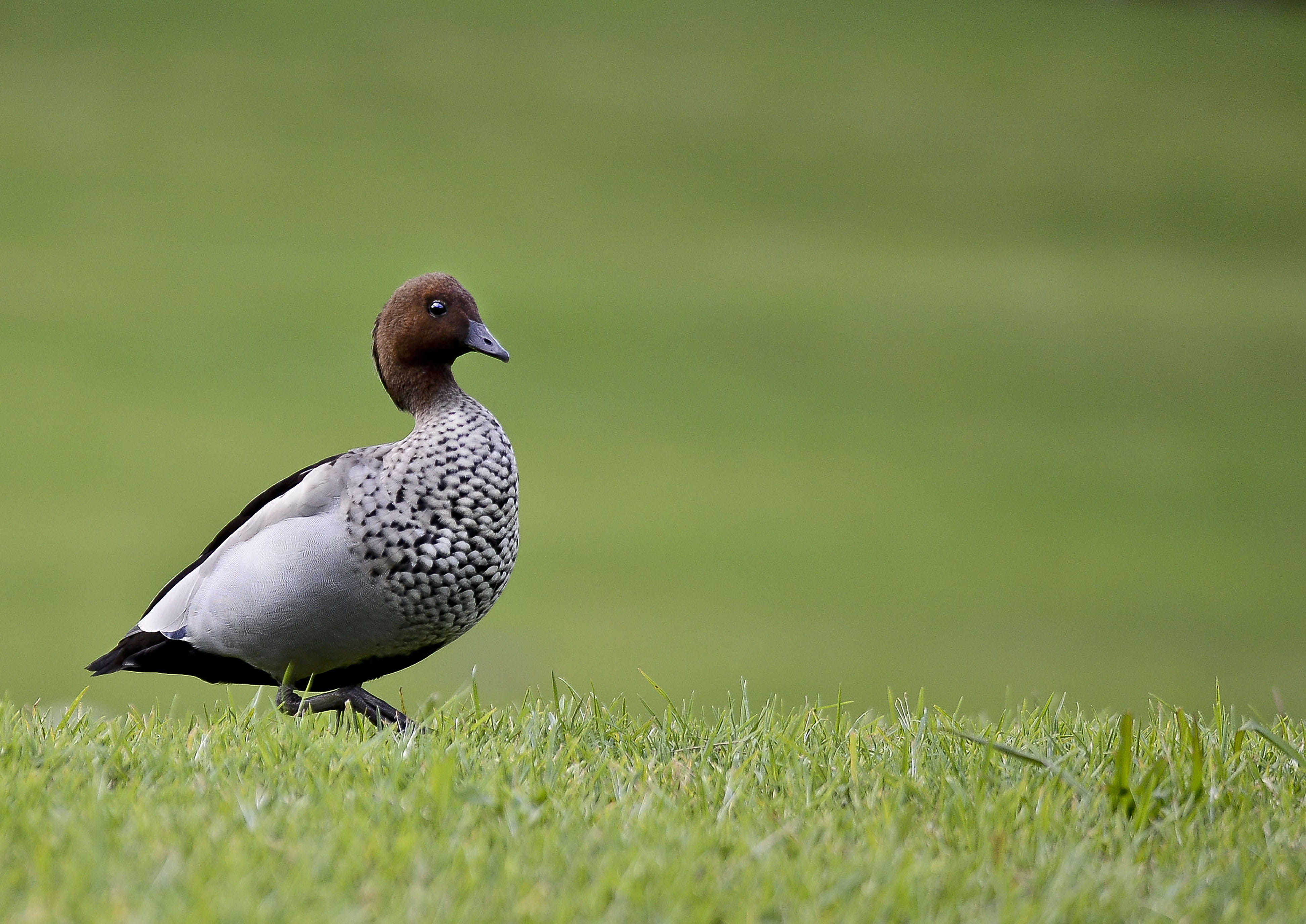 day, green color, birdwatch, waterfowl, field, feather, green, outdoors, wildlife, vertebrate, nature, brown, flora, animal wildlife, walking, goose, 4K, HD Wallpaper