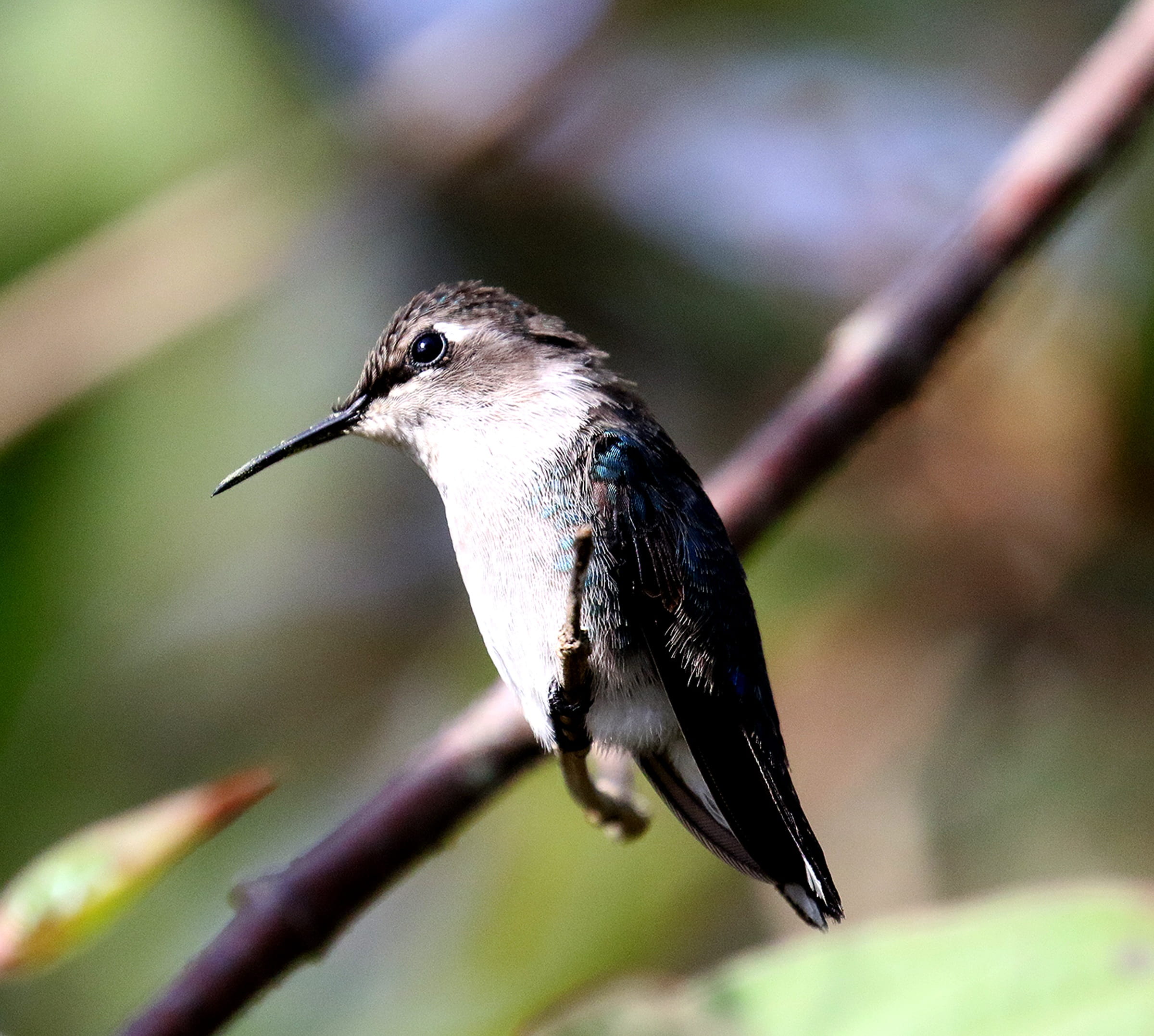 outdoors, Wildlife, nature, Cuba, 1080P, small, no people, birdlife, selective, animal themes, beauty in nature, branch, one, Wild, animals in the wild, HD Wallpaper