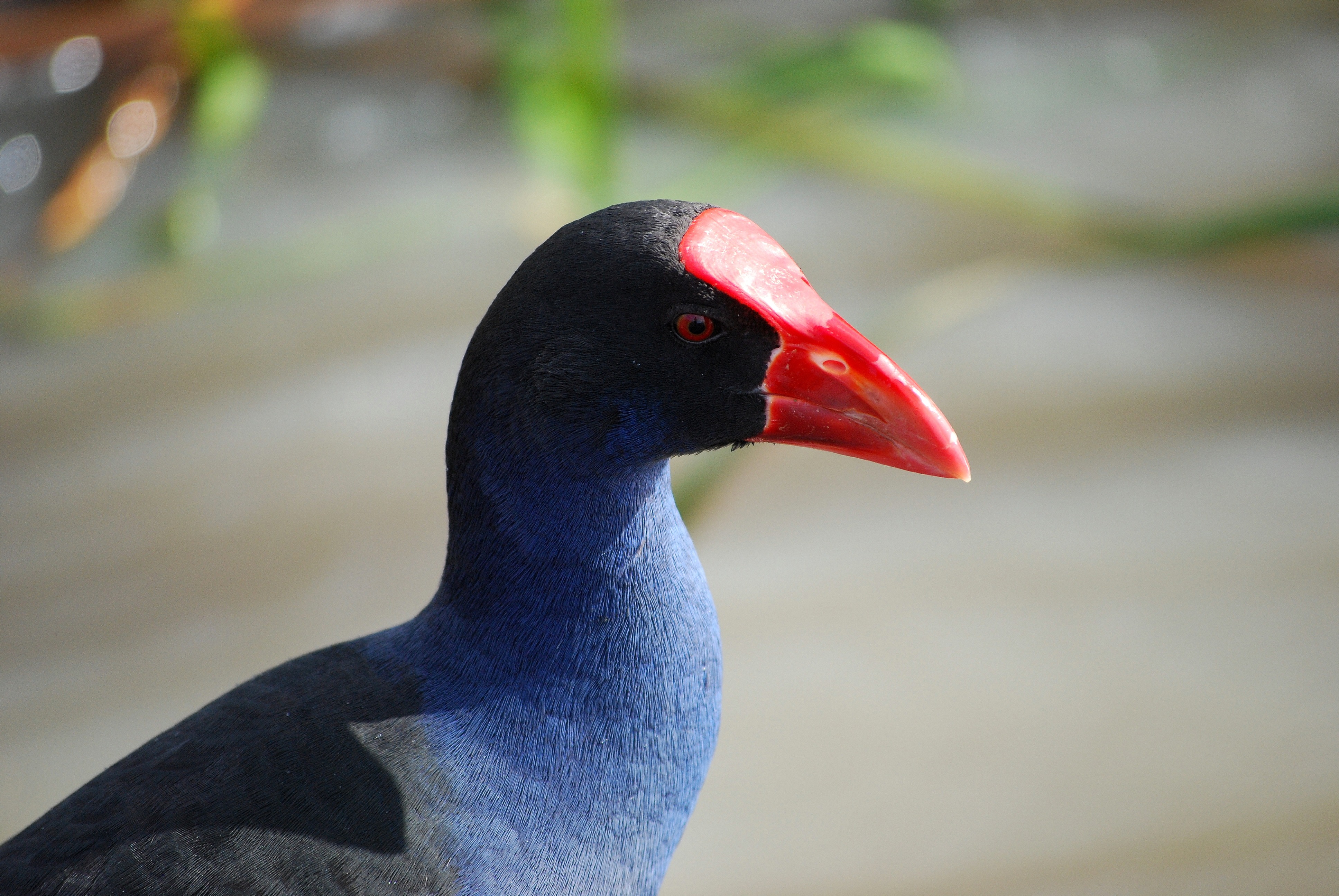 marsh, outdoors, animal neck, animal themes, birdlife, focus on foreground, bird, vertebrate, water, animal, porphyrio, australian, no people, black color, HD Wallpaper