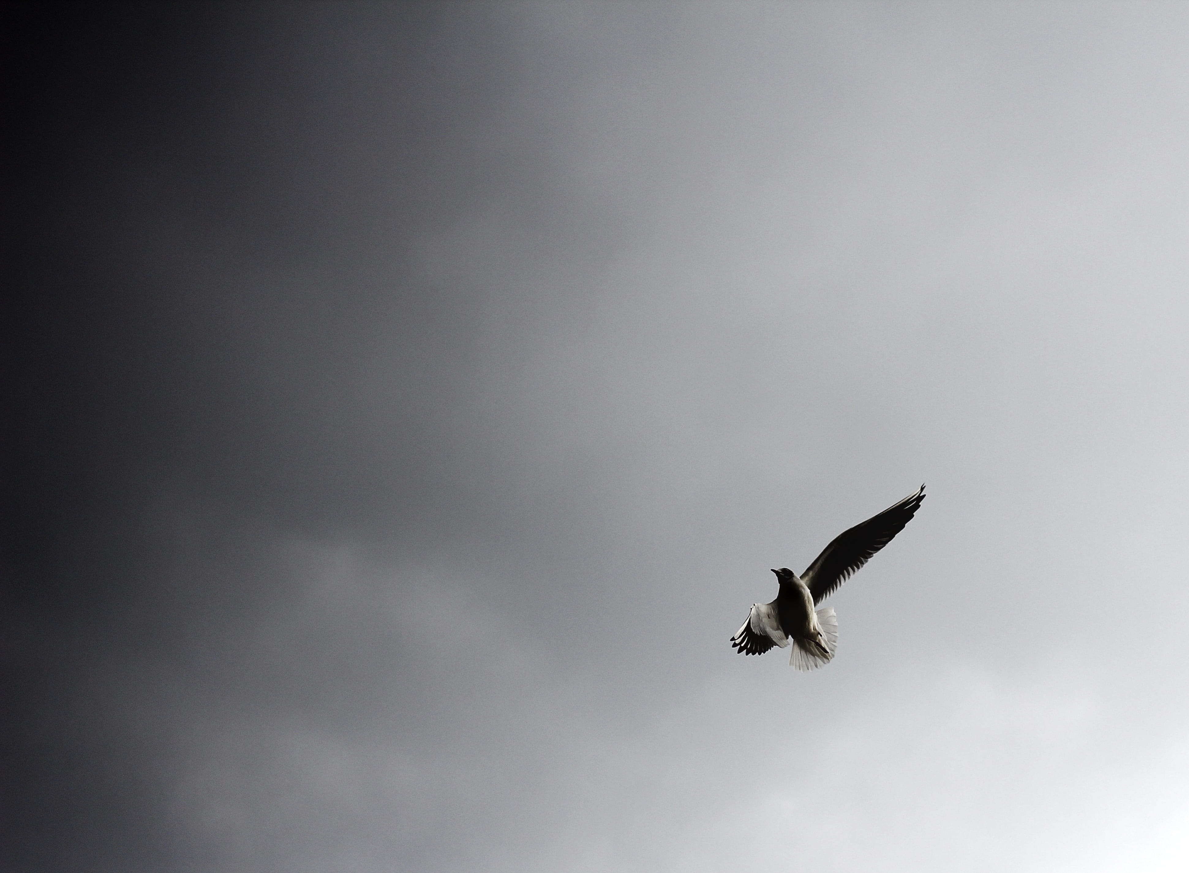 simboli, view, birdlife, low, seagull, freedom, ritratto, 4K, wildlife, sea Bird, sea, moody, black and white, flying, eagle, white, feather, bianco e nero, HD Wallpaper