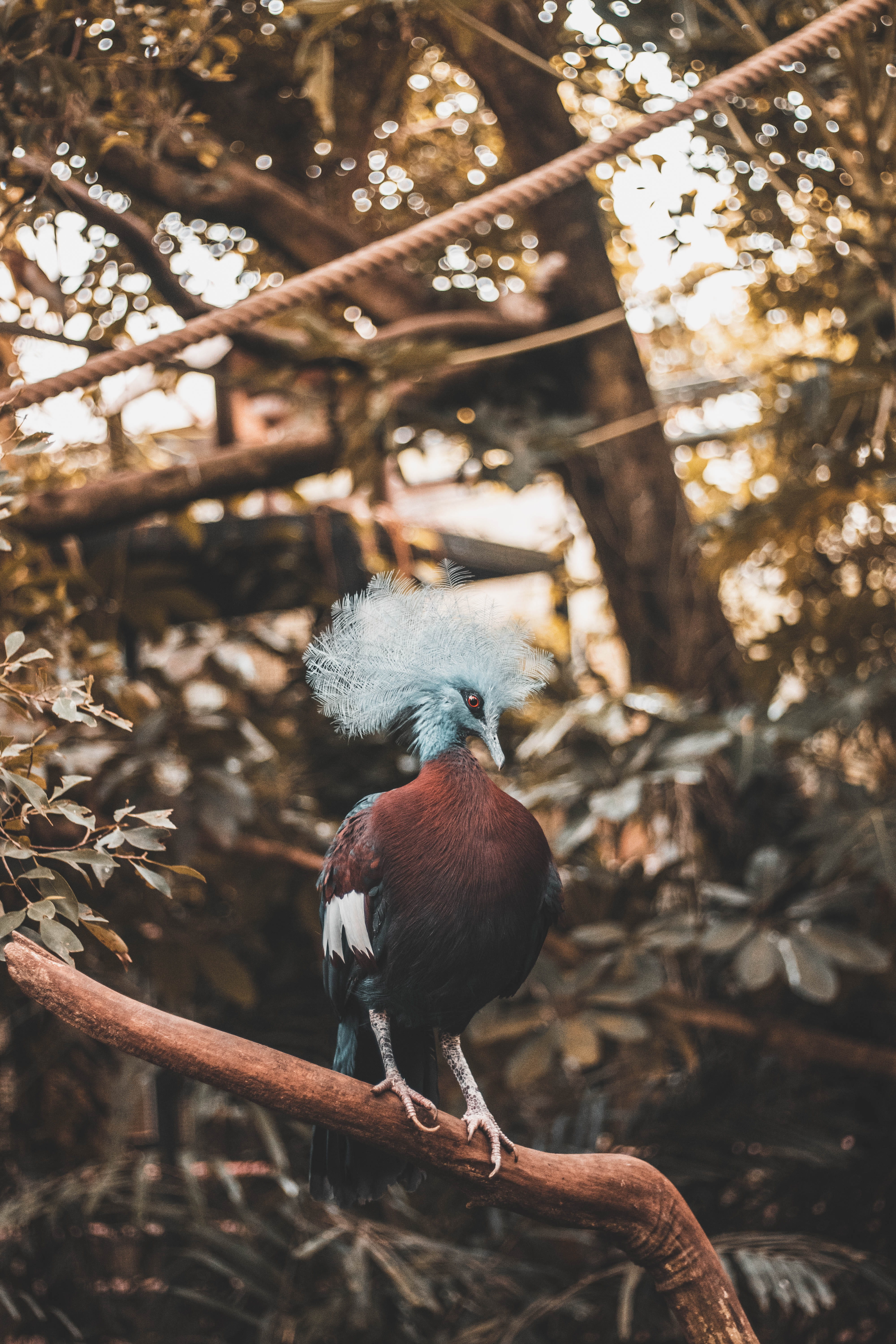 branch, 5K, beak, jungle, birdlife, forest, perching, maroon, animal, tree, brown, wildlife, bird Watching, no People, autumn, one Animal, bird, animal Wing, Phone HD Wallpaper