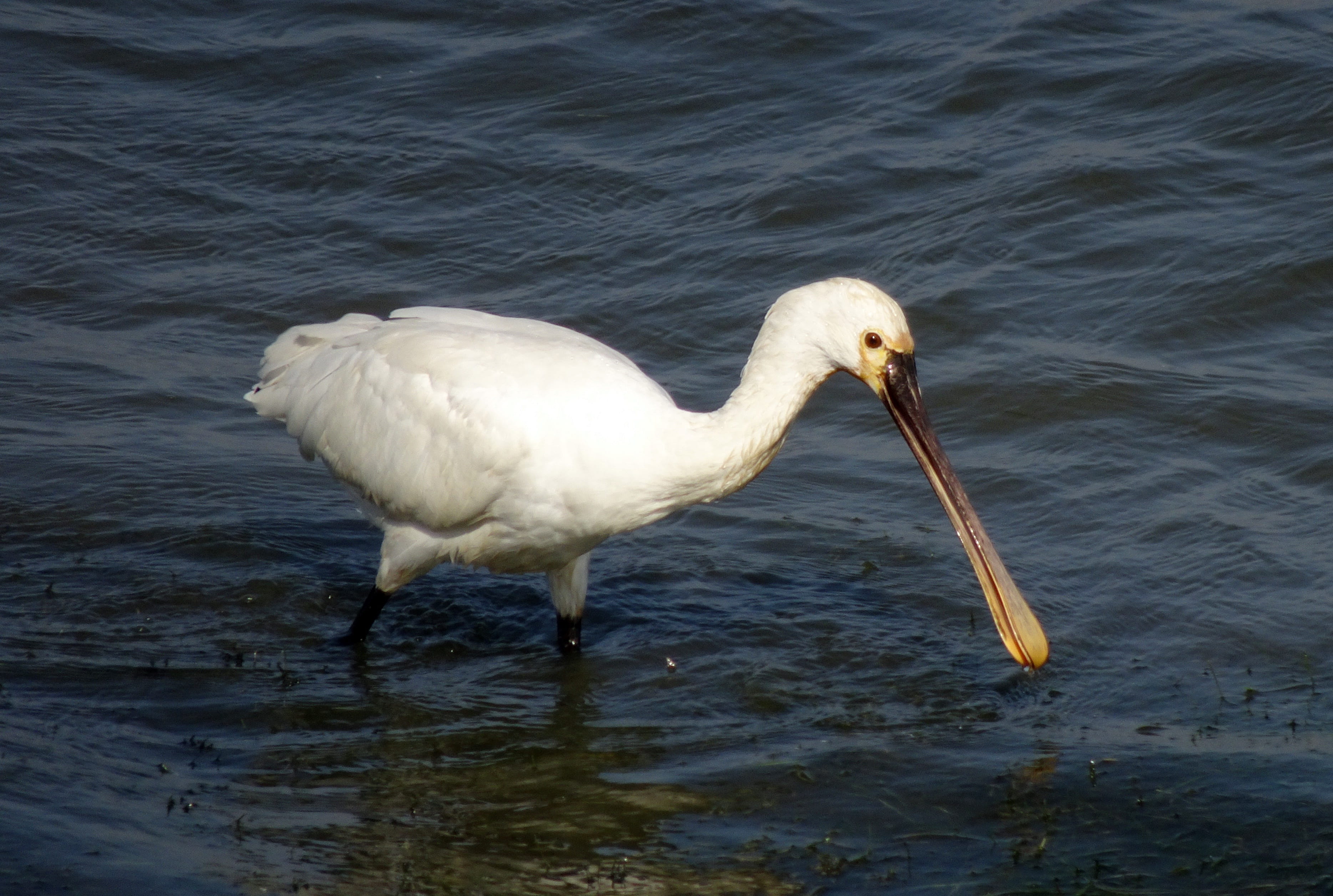 wading bird, waterfront, animal wildlife, animals in the wild, 2K, water bird, water, day, one animal, vertebrate, platalea leucorodia, threskiornithidae, HD Wallpaper