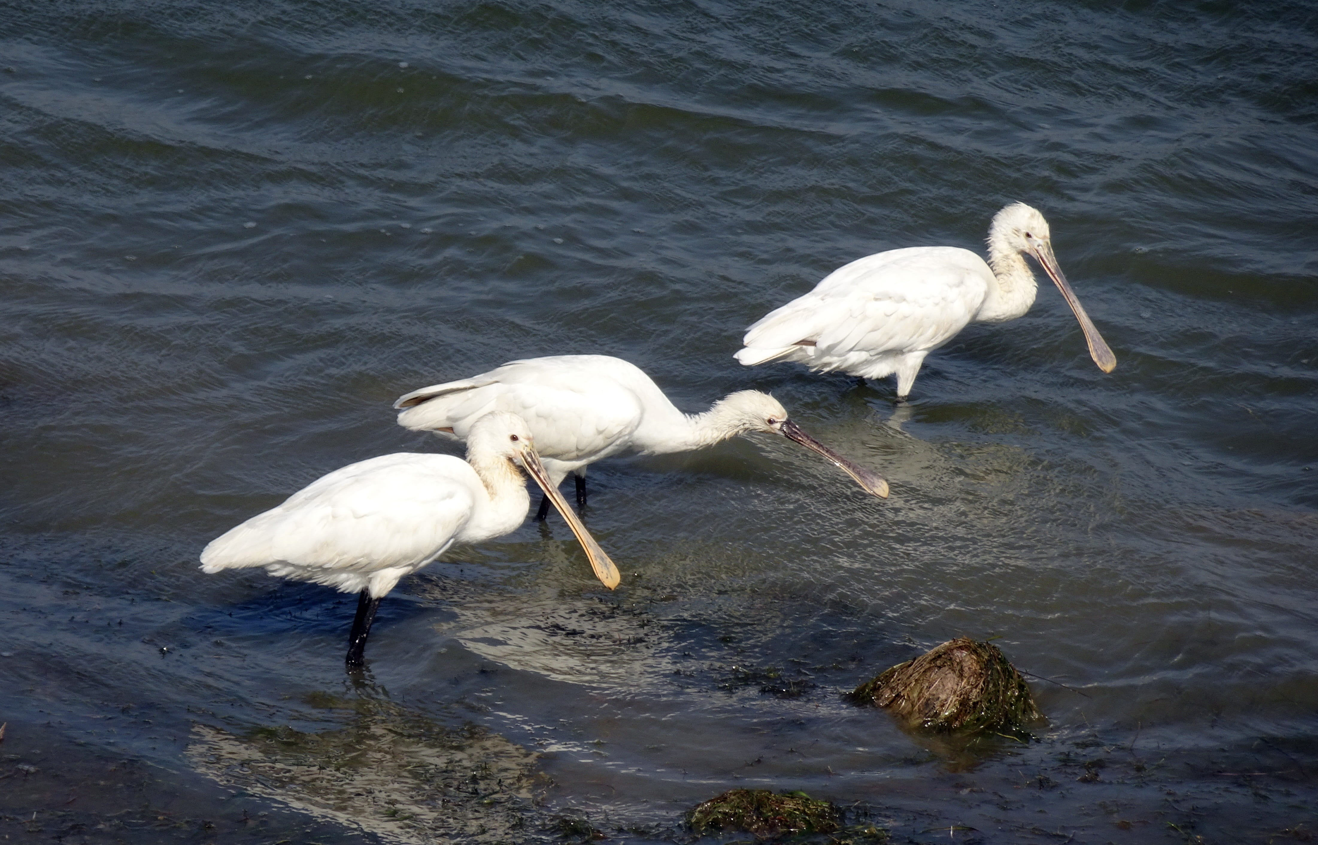 india, two animals, no people, common spoonbill, wading bird, birdlife, eurasian spoonbill, 4K, vertebrate, animal wildlife, white, bird, wild, animal, HD Wallpaper