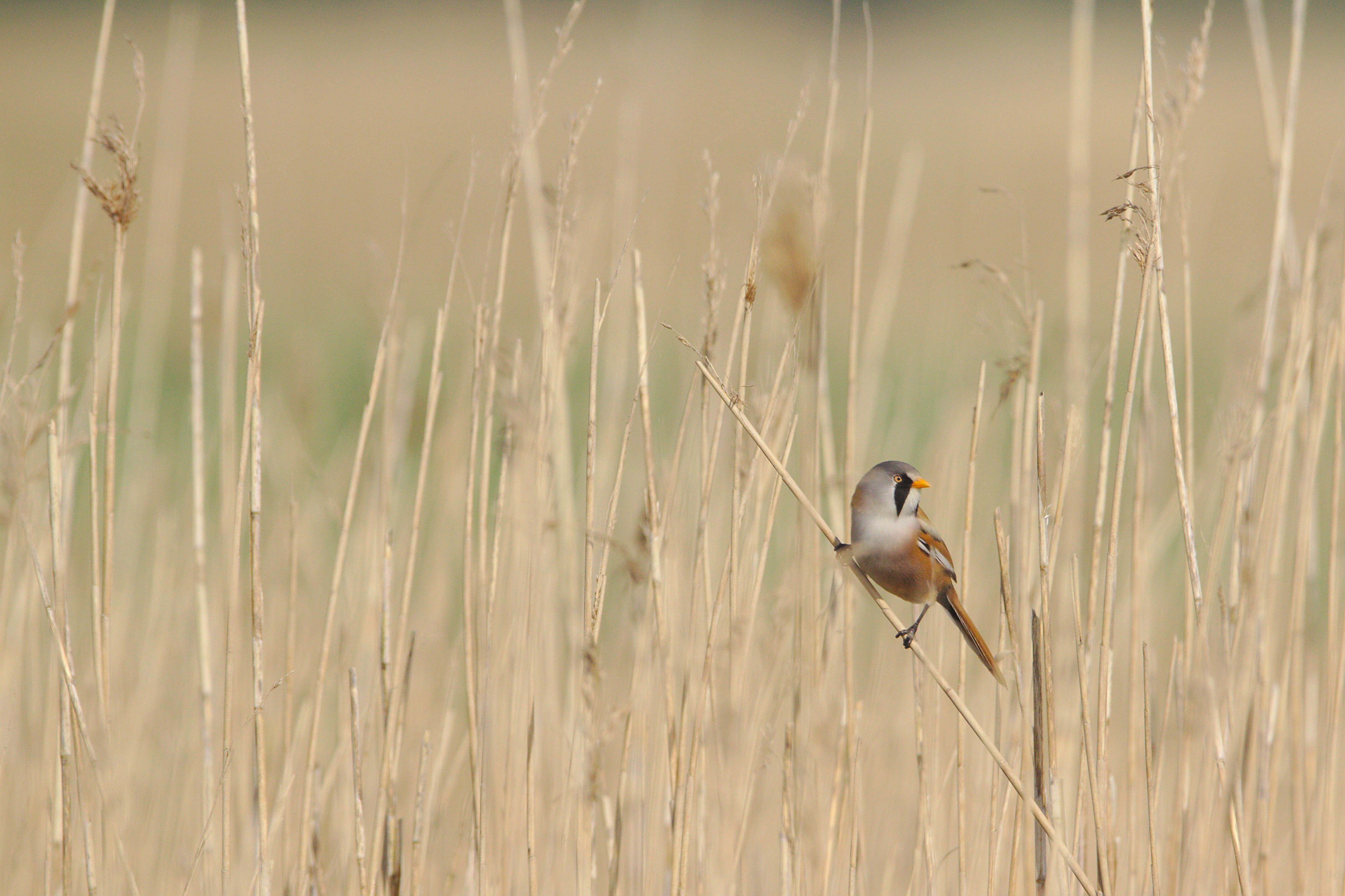 gray, 4K, natural reserve of the seine estuary, selective focus, growth, animal themes, land, perching, bird, no people, animal wildlife, flora, wing, HD Wallpaper