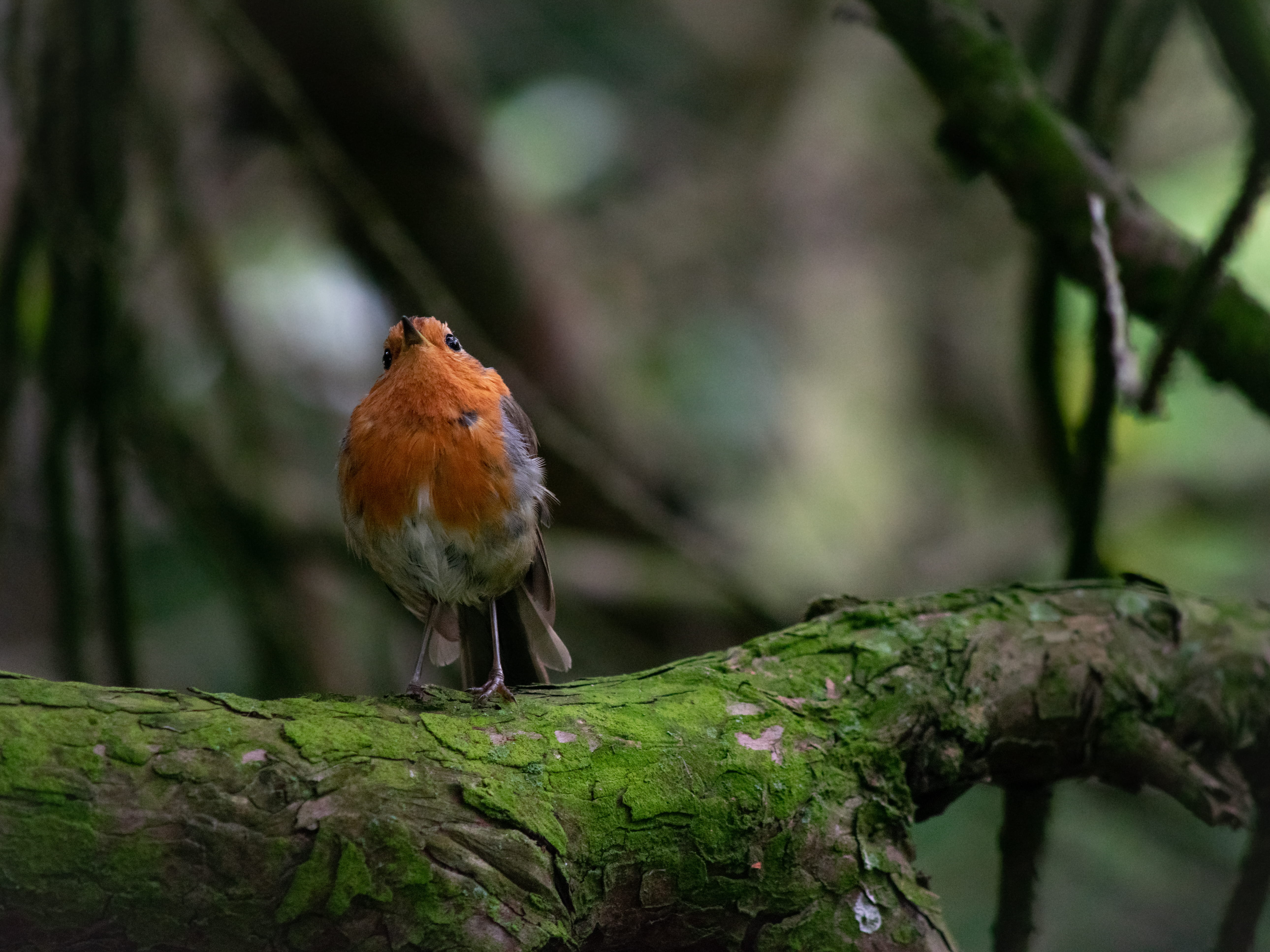 outdoors, animals In The Wild, tree, color Image, rain, forest, woodland, redbreast, small, brown, animal, robin, beauty In Nature, one Animal, dark, close-up, HD Wallpaper