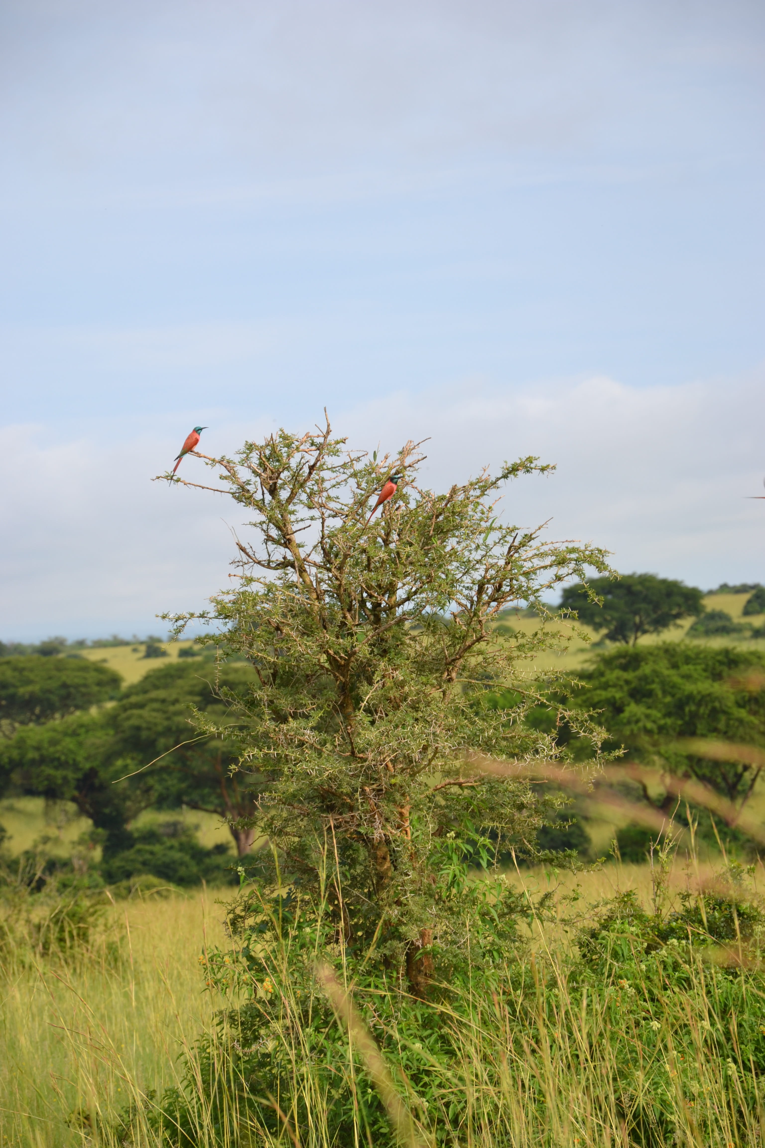 environment, day, birdlife, uganda, tranquility, growth, cloud - sky, scenics - nature, green color, land, tranquil scene, no people, beauty in nature, Phone HD Wallpaper