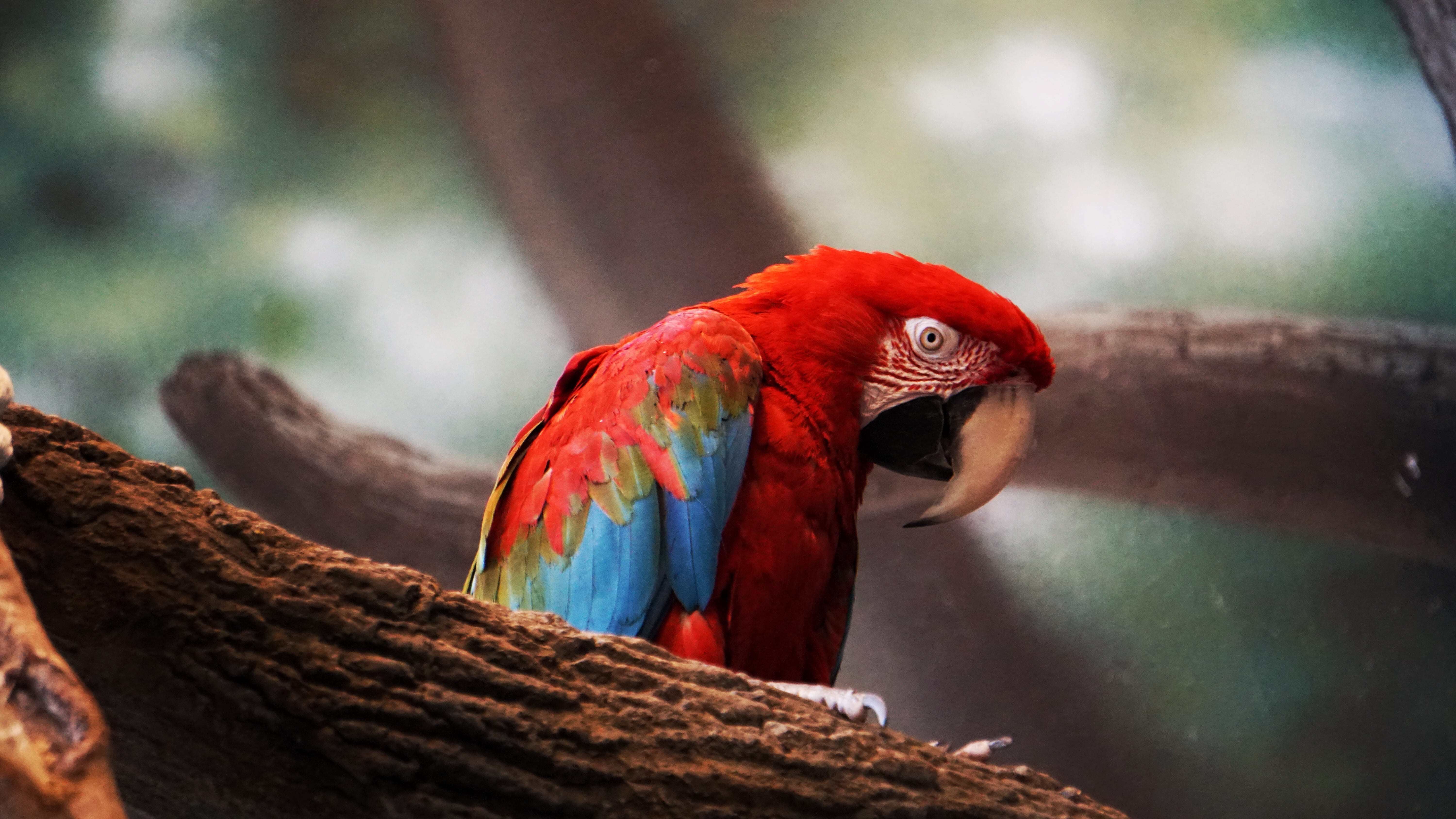 animals in the wild, person, vertebrate, selective, scarlet, drama, zoo, focus on foreground, brown, tree, photography, scarlet macaw, feather, sad, animal wildlife, HD Wallpaper
