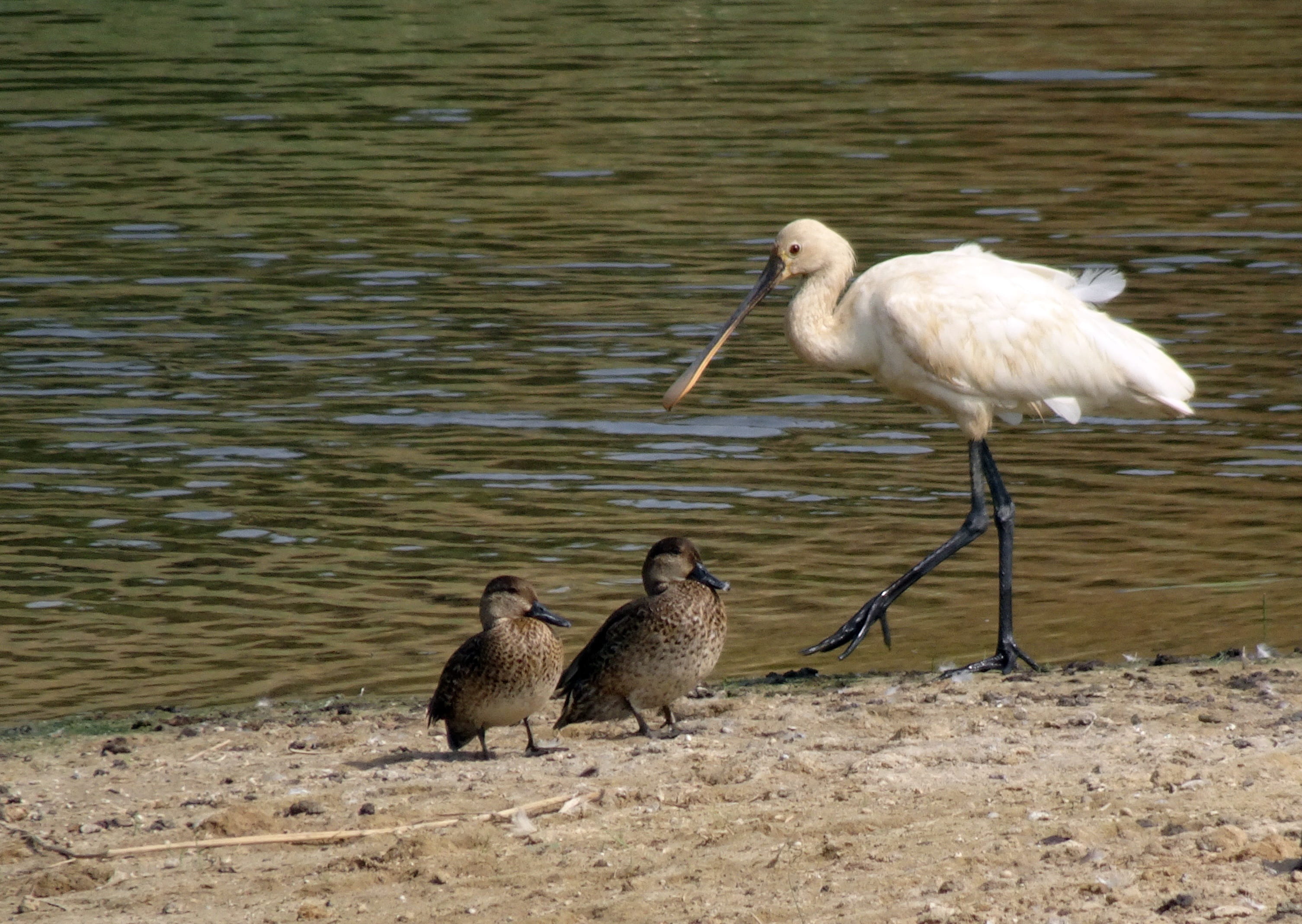 beach, group of animals, eurasian spoonbill, animals in the wild, no people, outdoors, plumage, animal, aquatic, vertebrate, wading bird, two animals, birdlife, HD Wallpaper