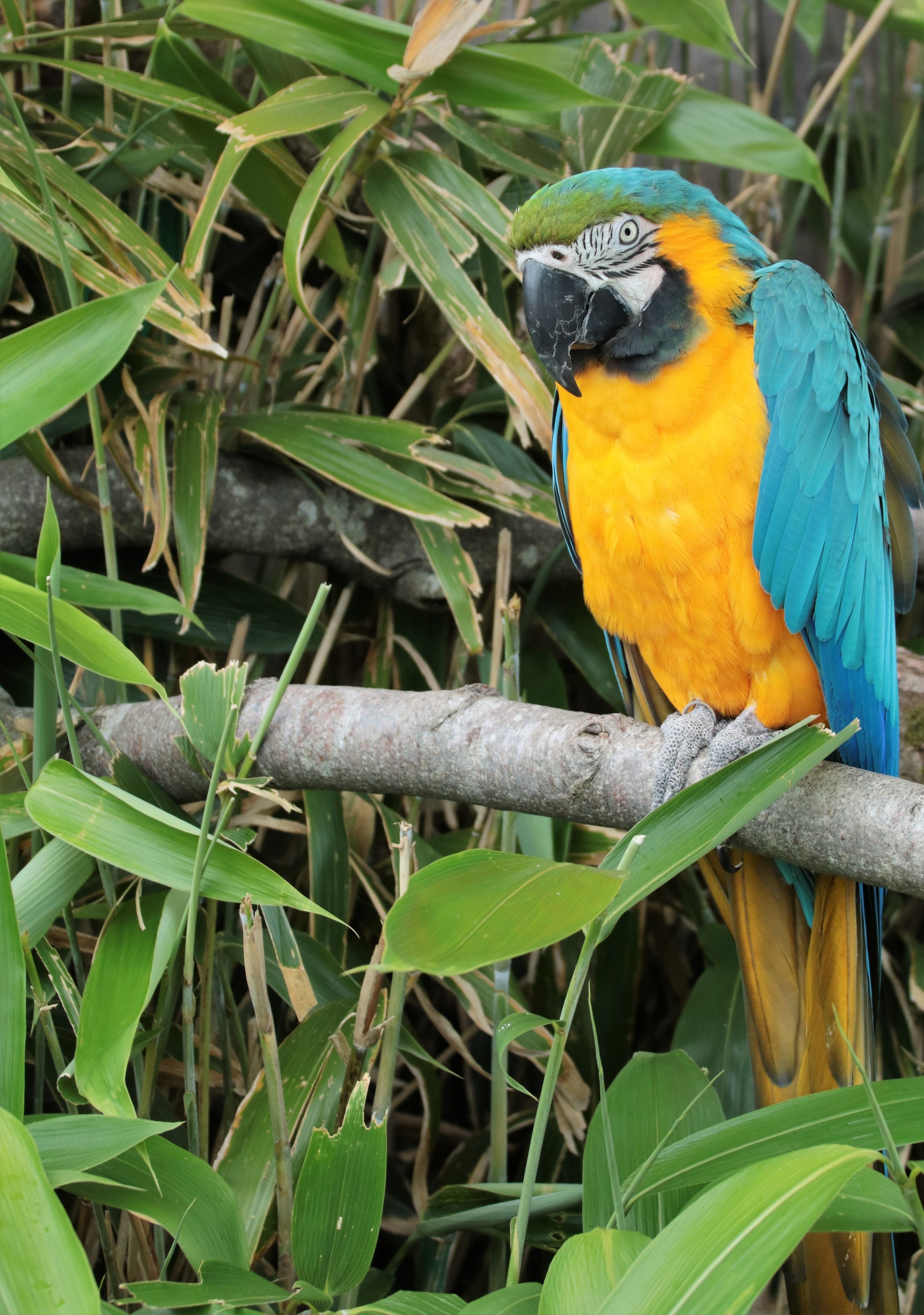 blue, no people, outdoors, animal wildlife, green color, gold and blue macaw, plumage, wildlife, tropical, plant, plant part, parrot, macaw, avian, animal themes, Phone HD Wallpaper
