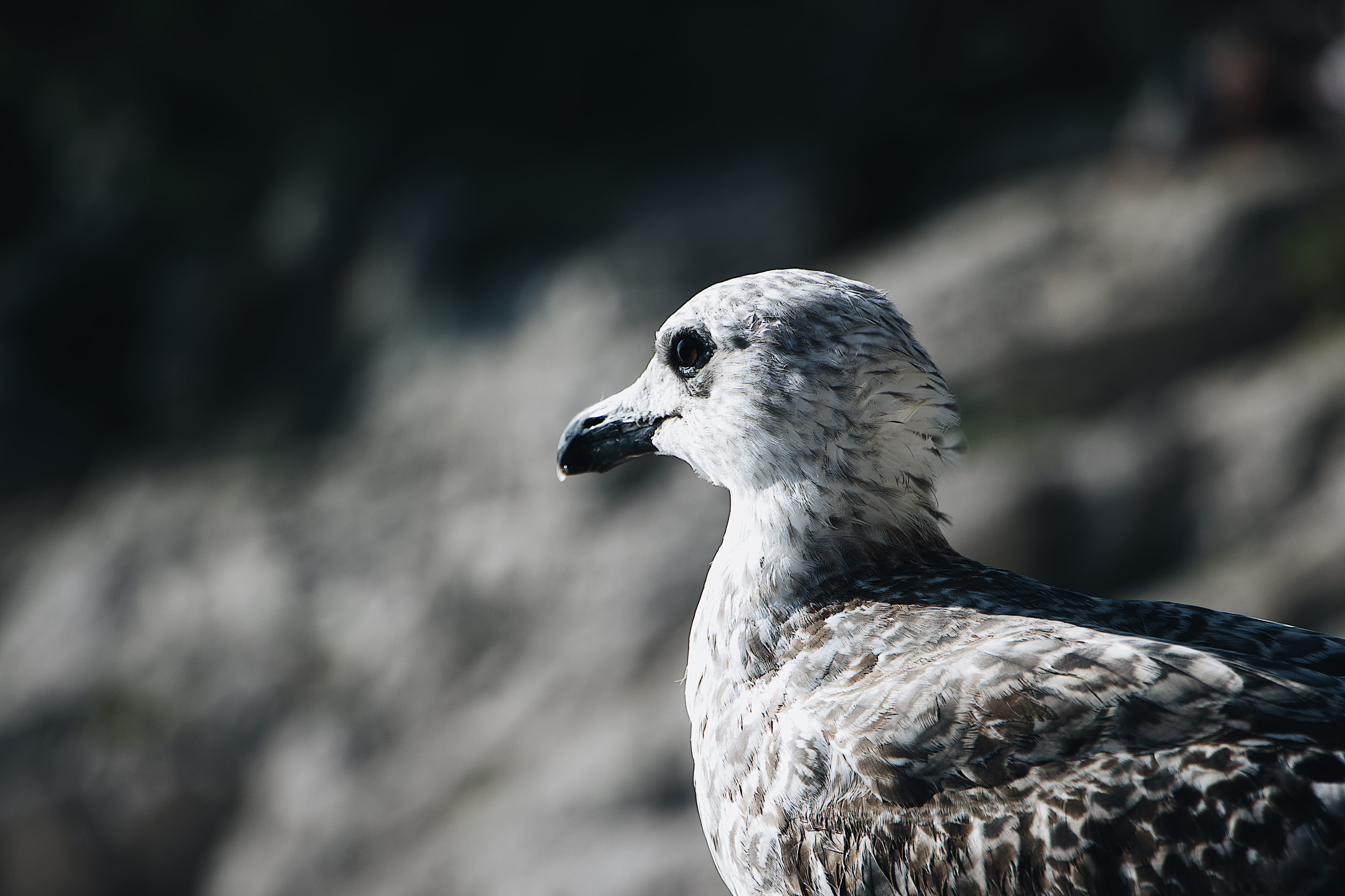 profile view, 5K, waterfowl, animals in the wild, eating, vertebrate, nature, seagull, wing, animal body part, animal wildlife, animal head, animal, calanque, HD Wallpaper