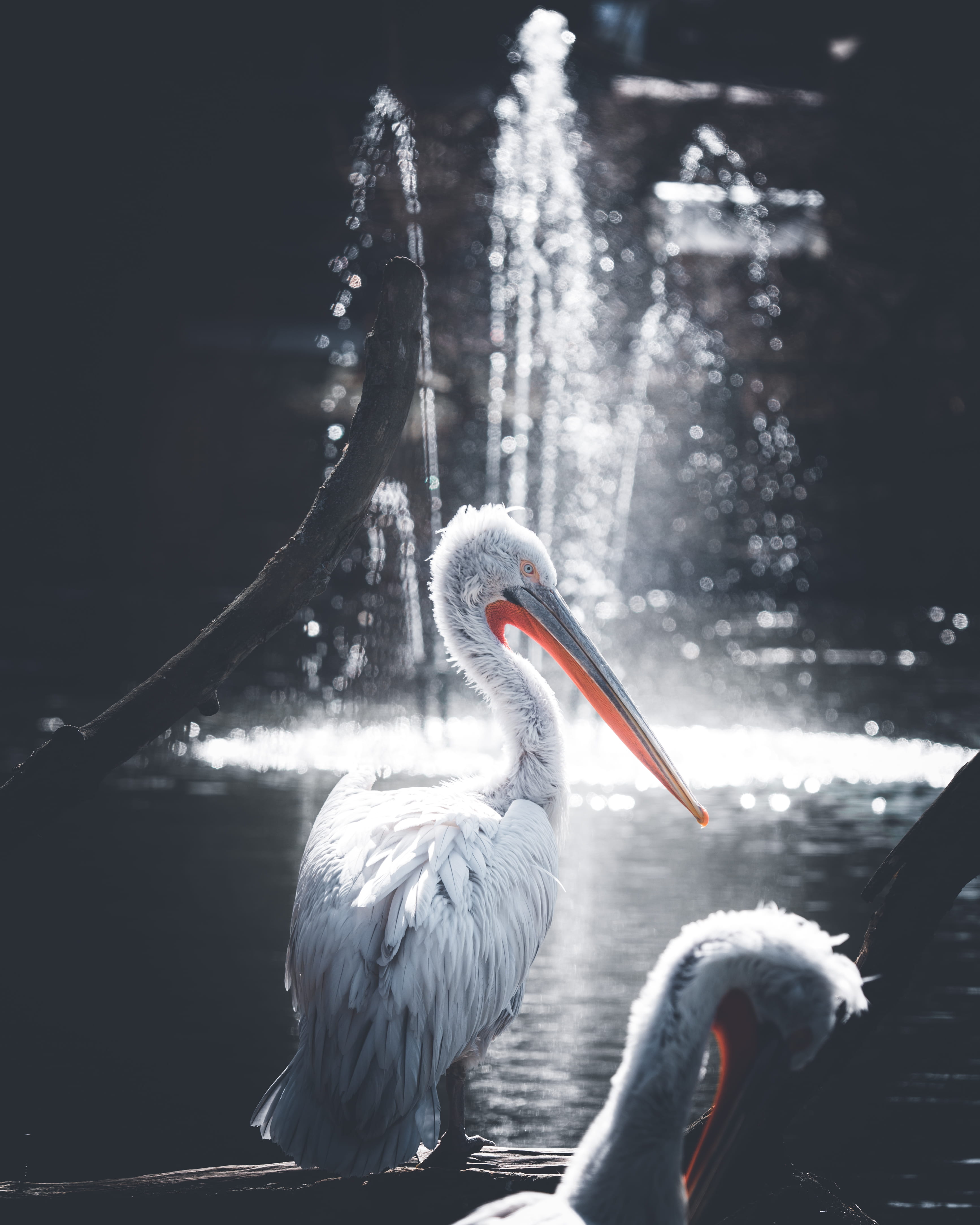 focus on foreground, two animals, orange, photography, no people, 4K, focus, group of animals, pelican, animal themes, captive, animals in the wild, outdoors, Phone HD Wallpaper