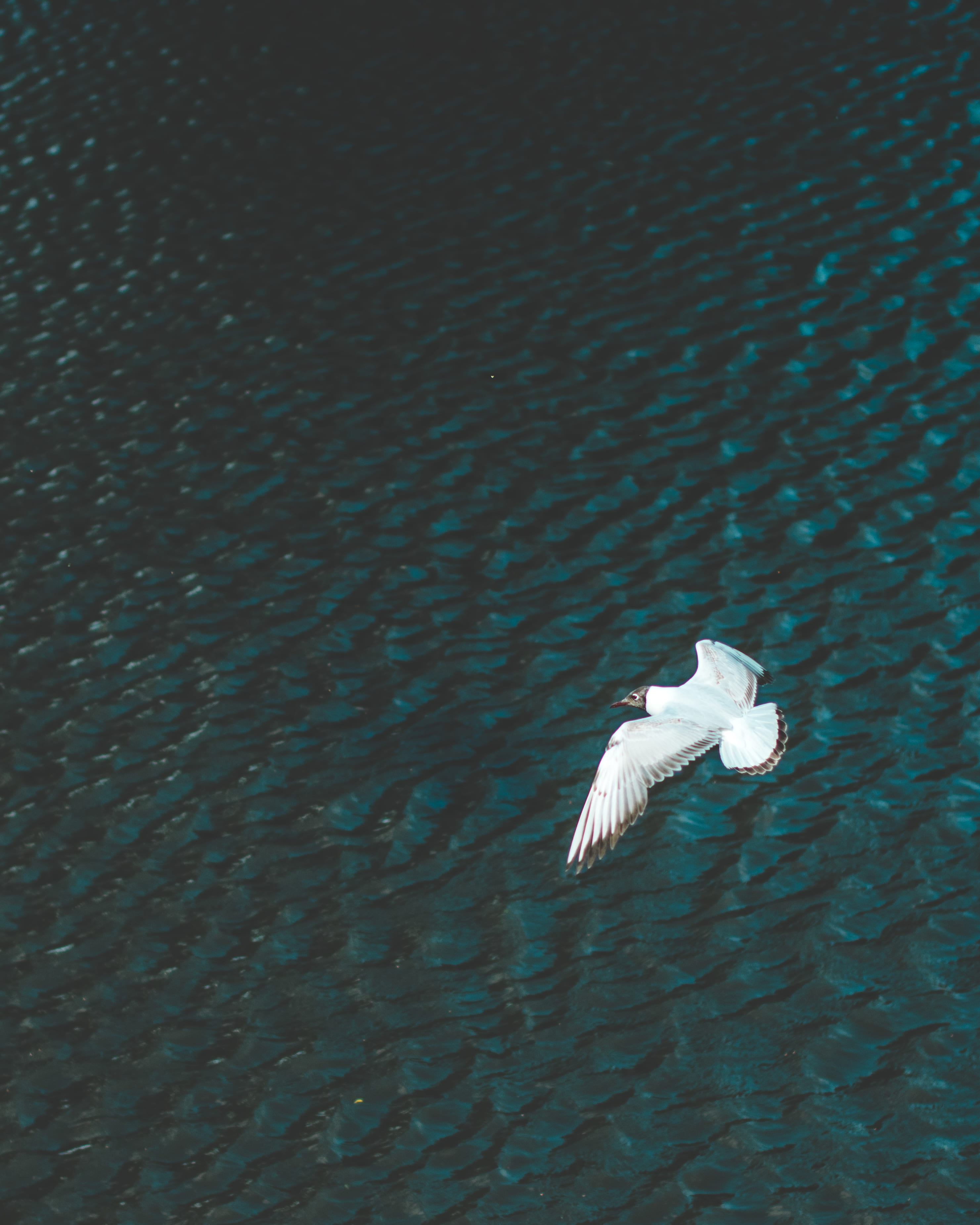 bird, mid-air, animal wildlife, animal themes, flying, alone, beak, wing, day, gull, river, daytime, one animal, white, body, no people, nature, fly, beauty in nature, Phone HD Wallpaper