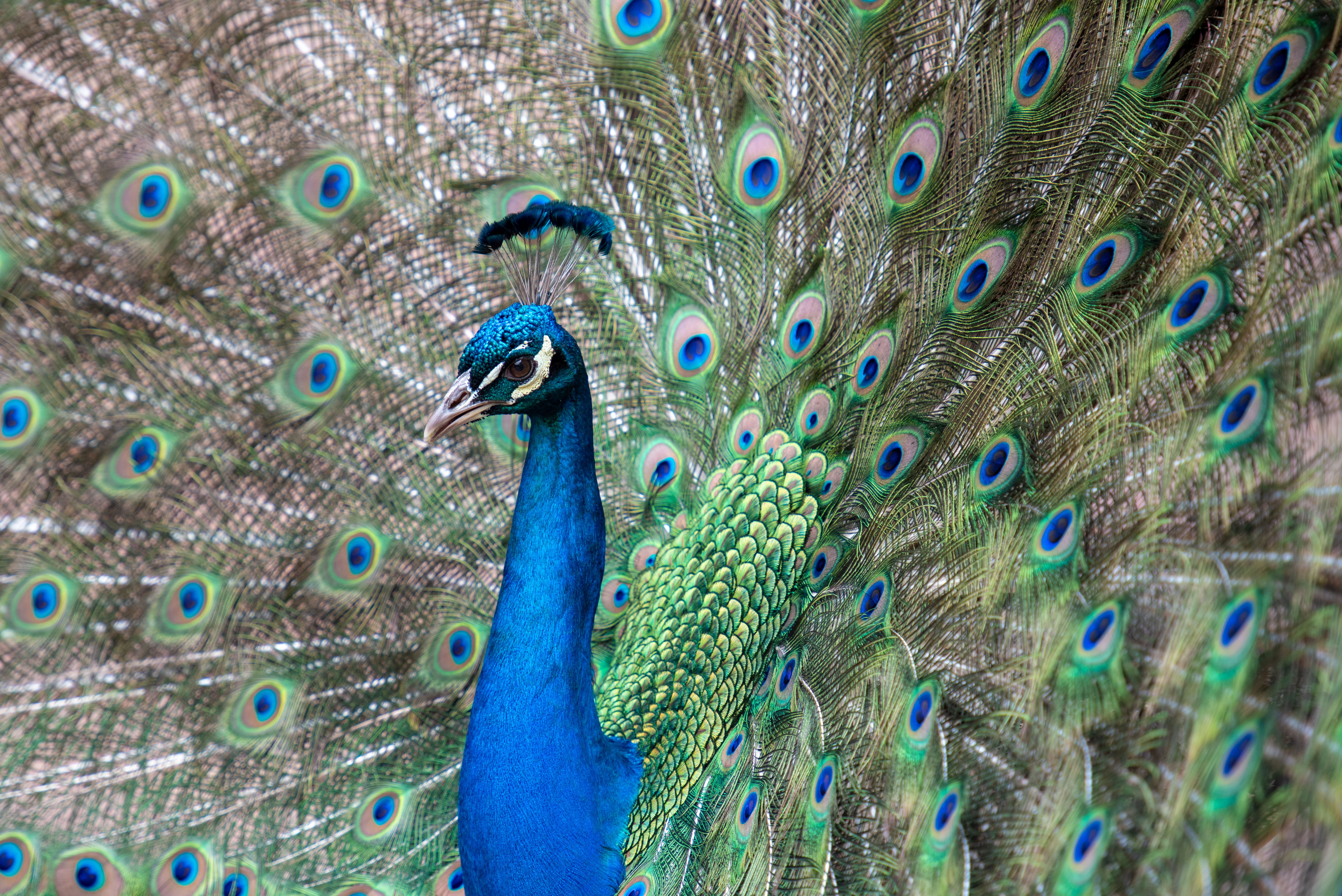 birdlife, animal, animal wildlife, one animal, outdoors, texture, beauty, photography, full frame, beauty in nature, focus, nature, blue, animal body part, HD Wallpaper