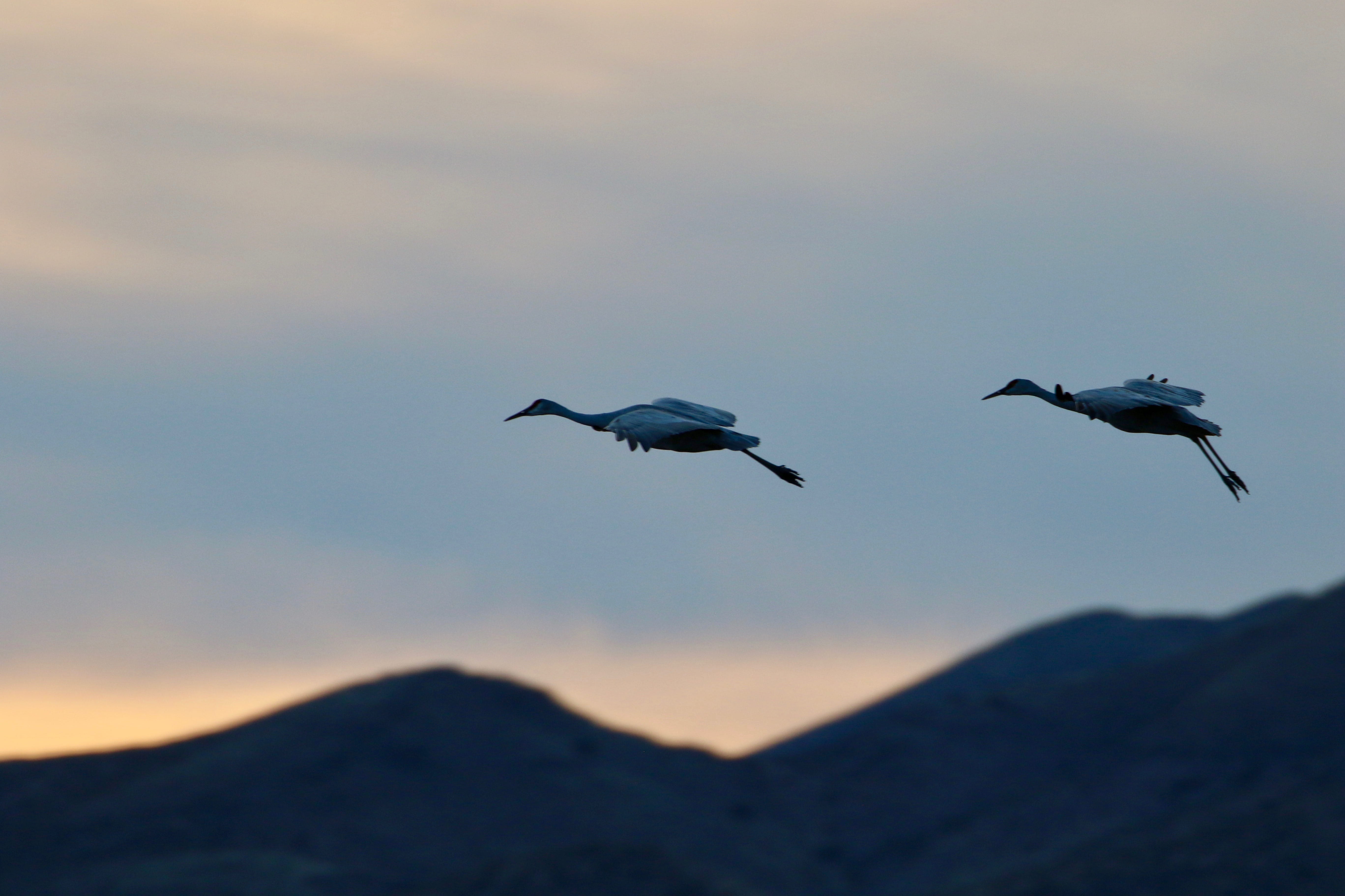 bird, feather, flying, sky, grey, 5K, animals in the wild, group of animals, two, vertebrate, animal, two animals, no people, birds, tranquil scene, mountain, HD Wallpaper