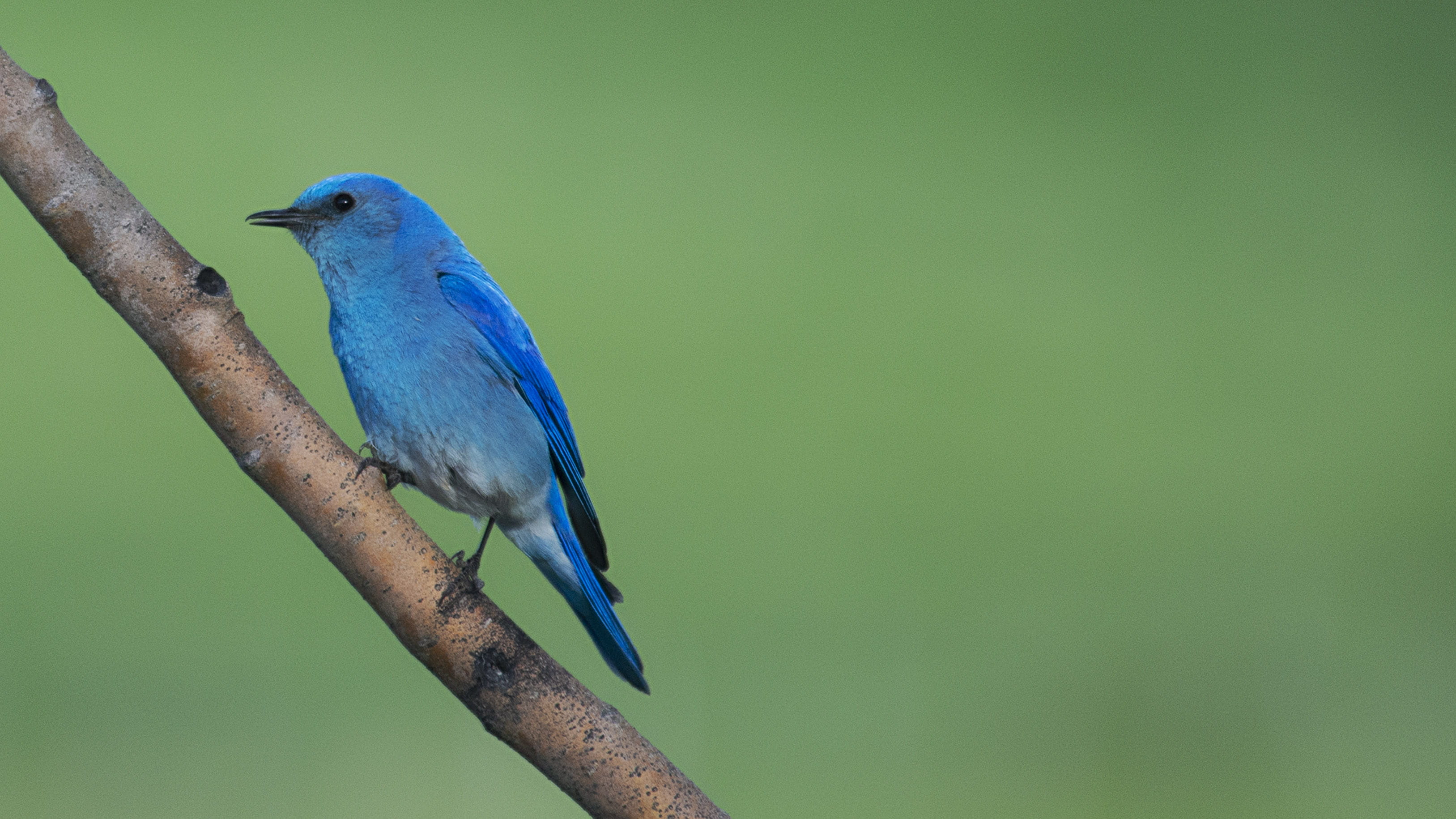 bue, copy space, wildlife, tropical, birdlife, no people, outdoors, bokeh, plant, bluebird, tree, perching, blue, animal, branch, feather, perched, focus on foreground, HD Wallpaper