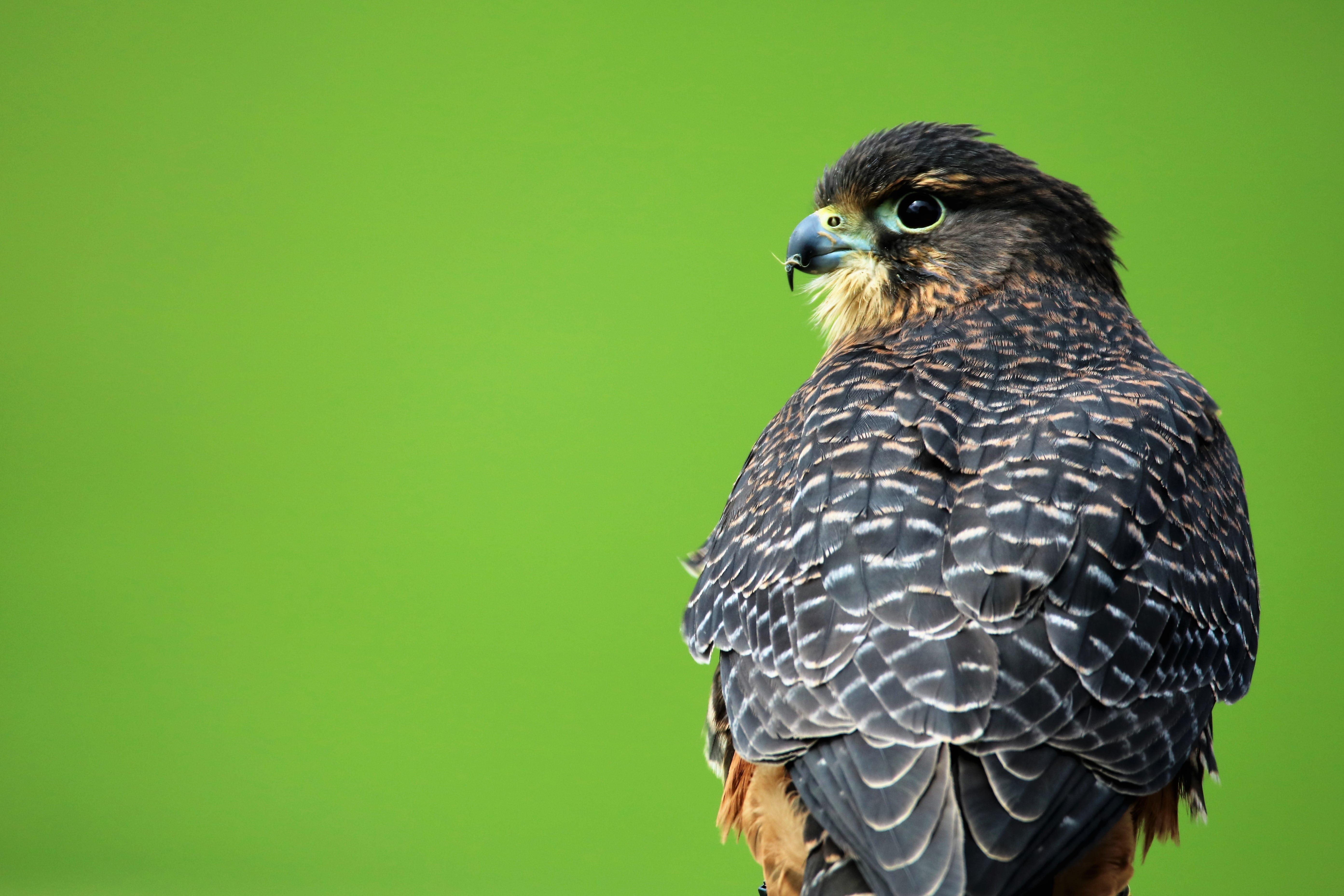 one animal, wildlife, bird, predator, falcon, raptor, looking, copy space, animal, black, beak, colored background, aplomado falcon, green background, portrait, HD Wallpaper