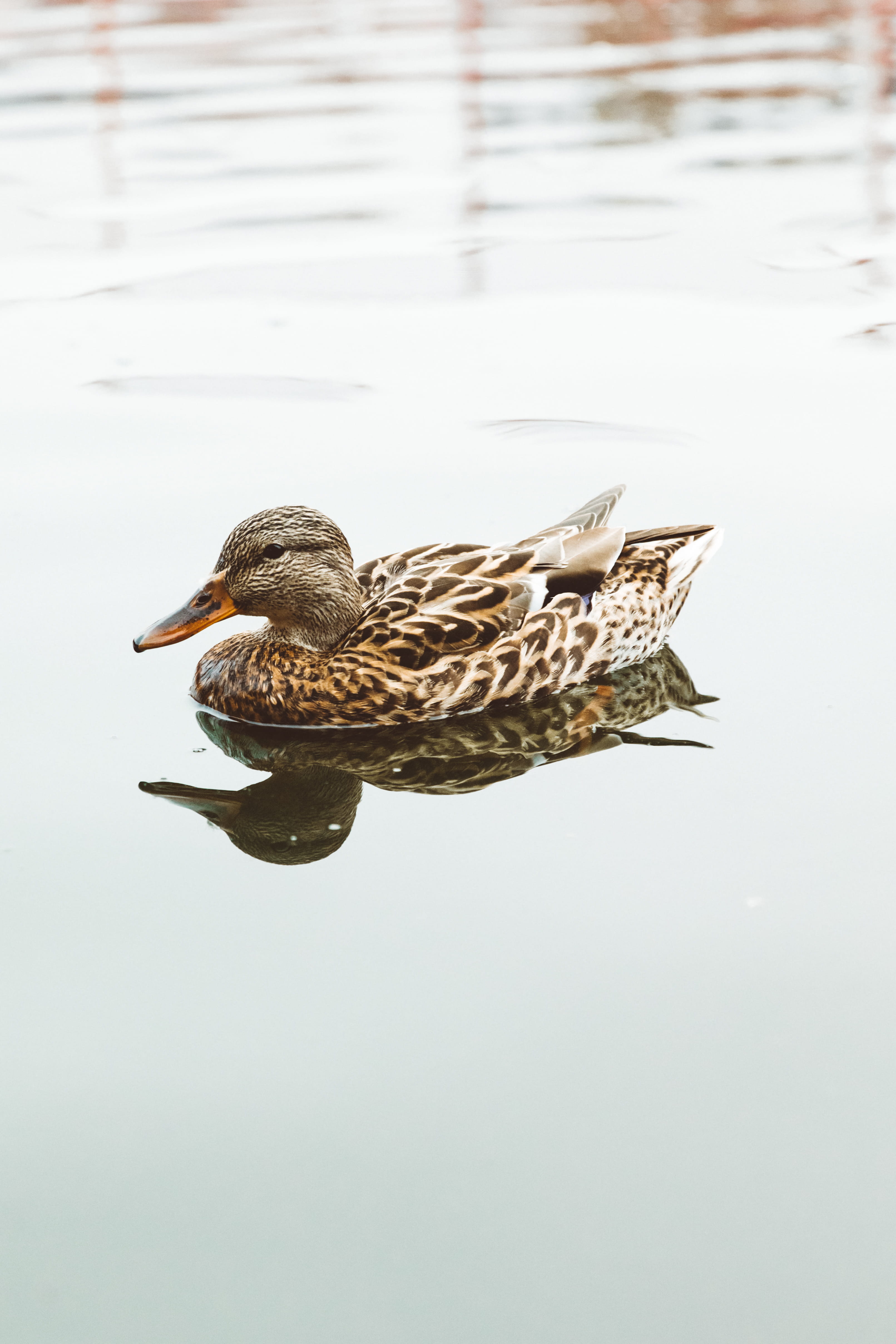 mallard duck, female animal, body, water, animal themes, still, waterfront, 4K, beak, no people, animal wildlife, reflection, animals in the wild, one animal, Phone HD Wallpaper