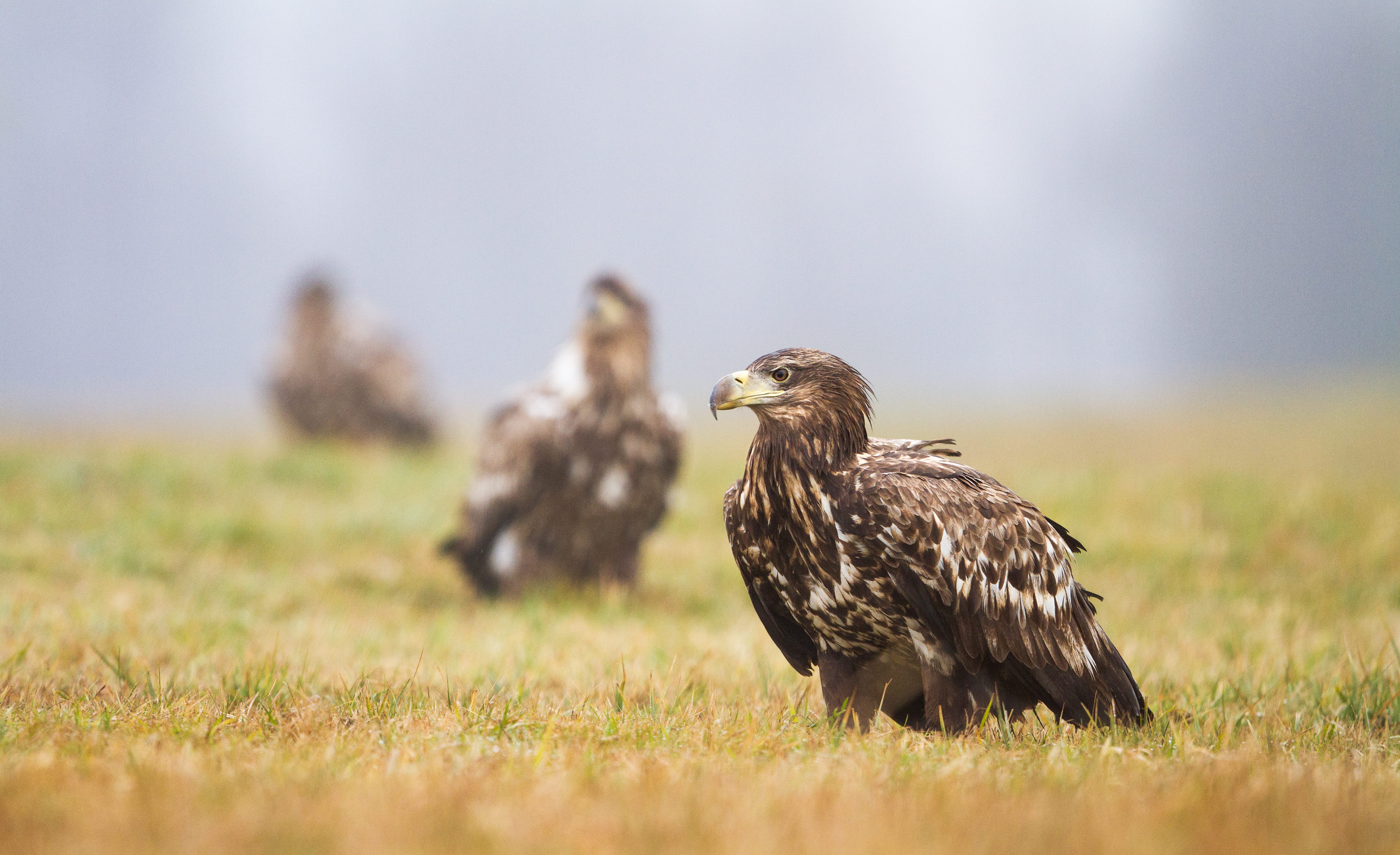 animals Hunting, bird of Prey, eagle, eagle - Bird, wildlife, no People, wing, birdlife, animal, animals In The Wild, carnivore, nature, looking, beak, HD Wallpaper