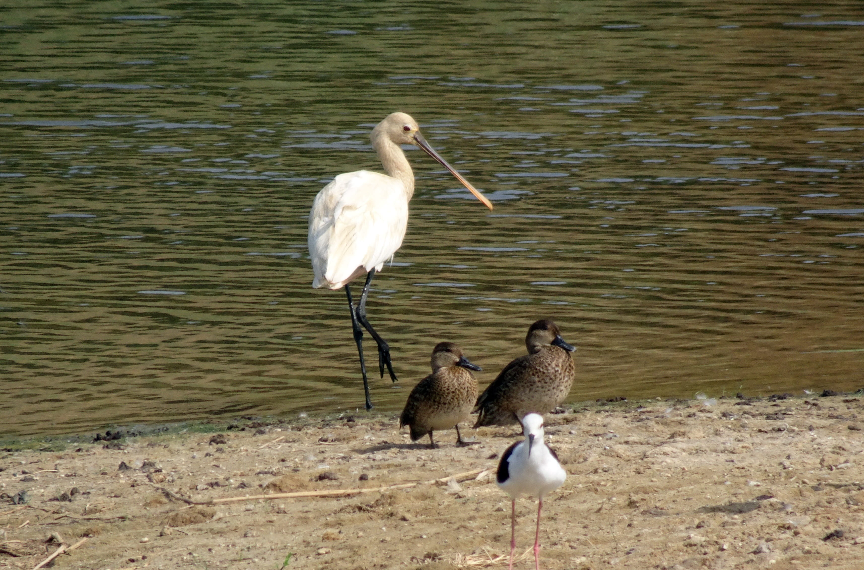 animal wildlife, group of animals, common spoonbill, nature, wader, water, lake, day, glossy, gujarat, pond, aquatic, threskiornithidae, 2K, animals in the wild, HD Wallpaper