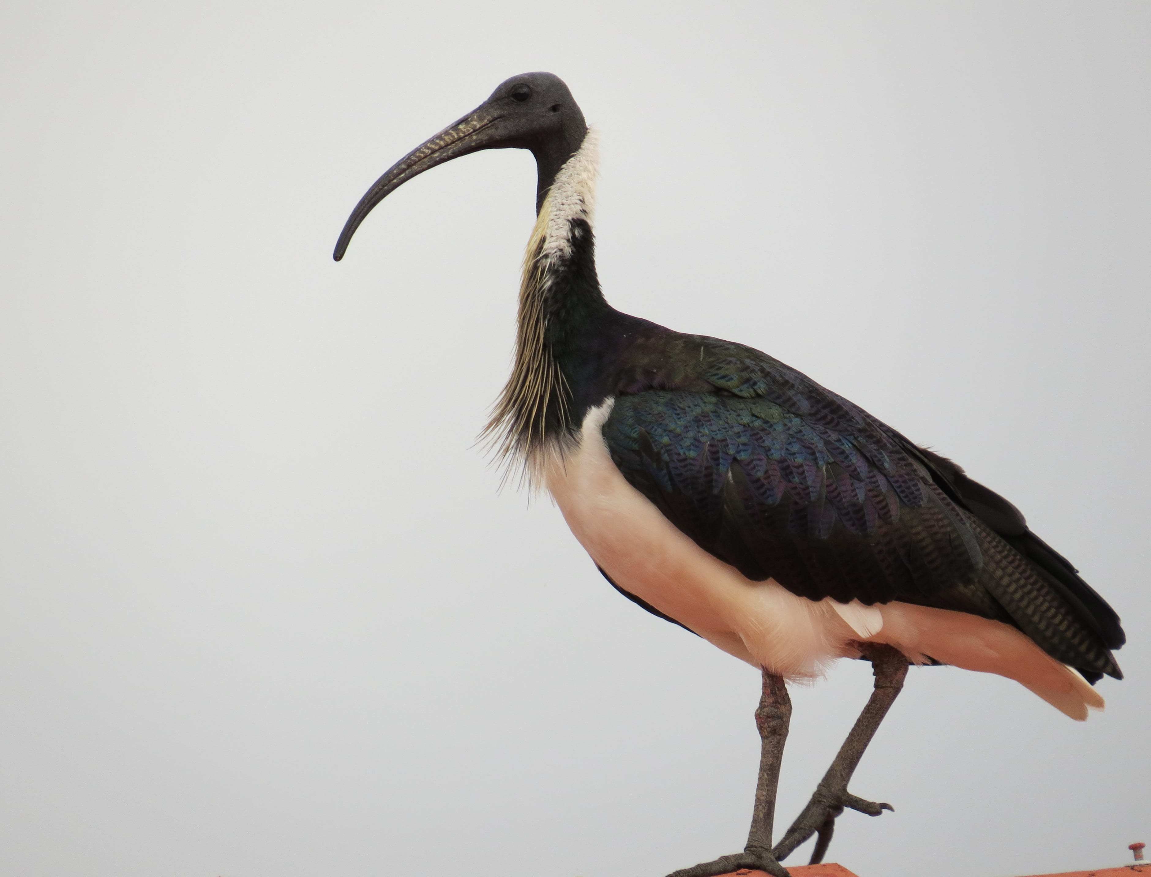birdlife, threskiornithidae, animal, studio shot, animal wildlife, threskiornis spinicollis, aquatic, clear sky, 2K, australia, white, iridescent, one animal, HD Wallpaper