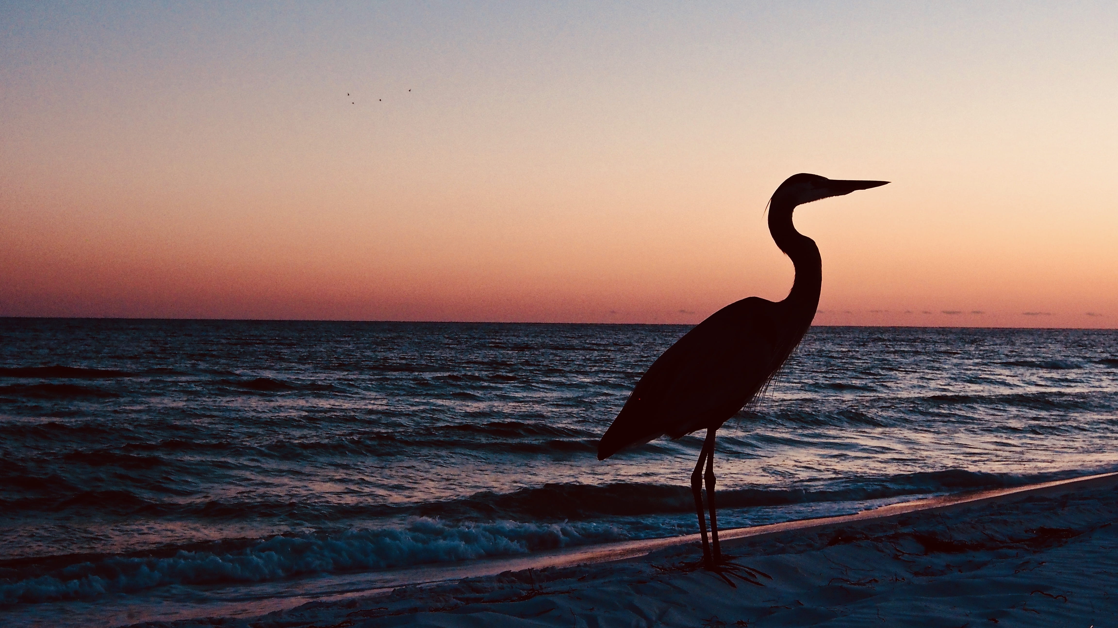 sea, horizon, no people, vertebrate, near, beauty in nature, sunset, animals in the wild, animal wildlife, flordia, beach, nature, water, animal, bird, HD Wallpaper