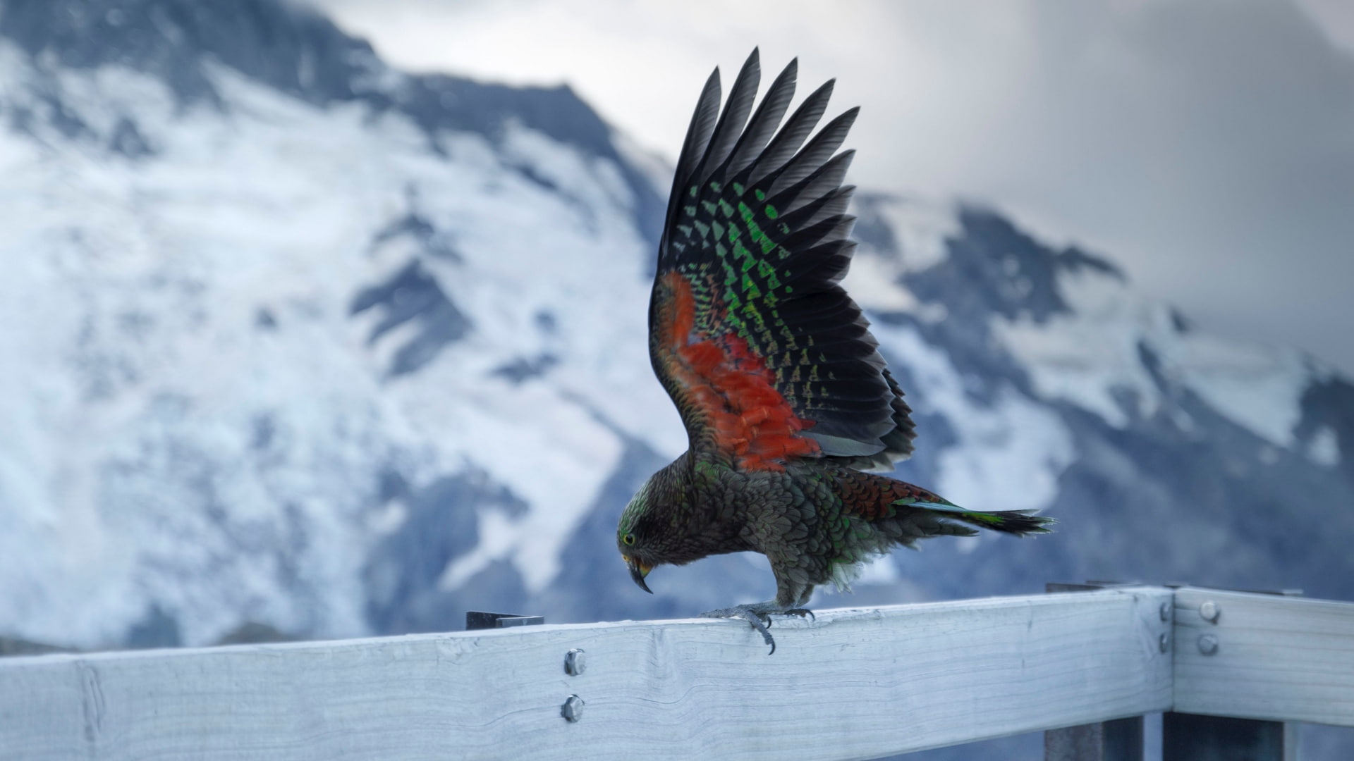 full length, spread wings, no people, day, focus on foreground, parrot, animal wildlife, wood - material, nature, winter, snow, one animal, mountain, beauty in nature, HD Wallpaper