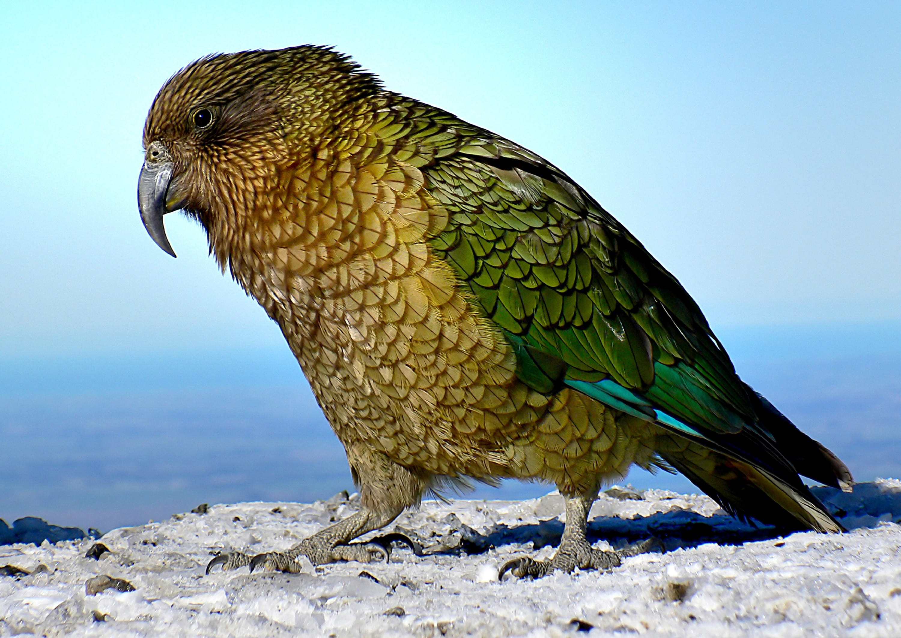 green color, sunlight, animals in the wild, outdoors, perched, plumage, colorful, focus on foreground, beak, close up, kea, vertebrate, nature, wild, 2K, HD Wallpaper