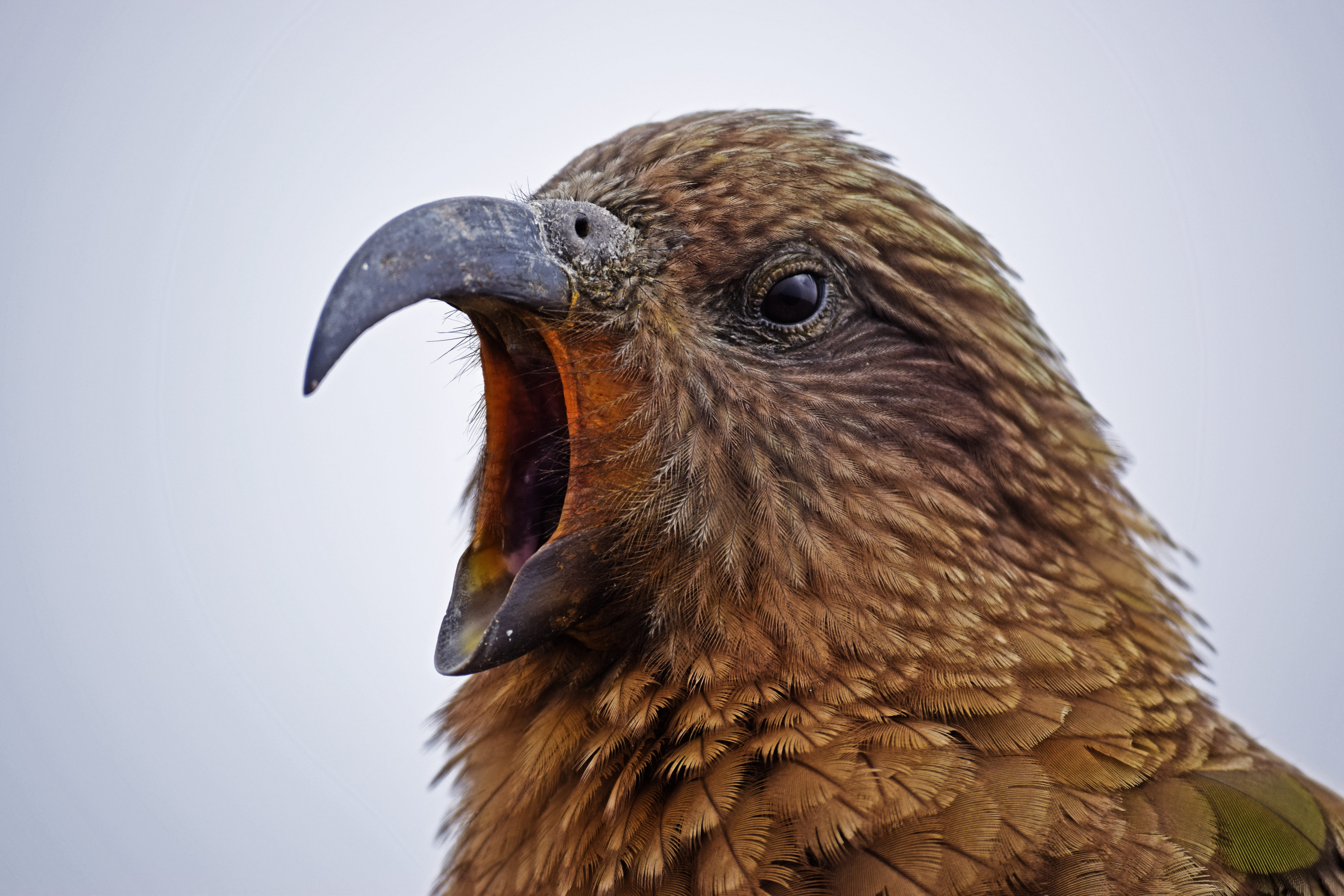 one animal, animal eye, no people, focus on foreground, falcon - bird, 5K, bird, animal wildlife, parrot, nature, animal head, animal, animal themes, kea, HD Wallpaper