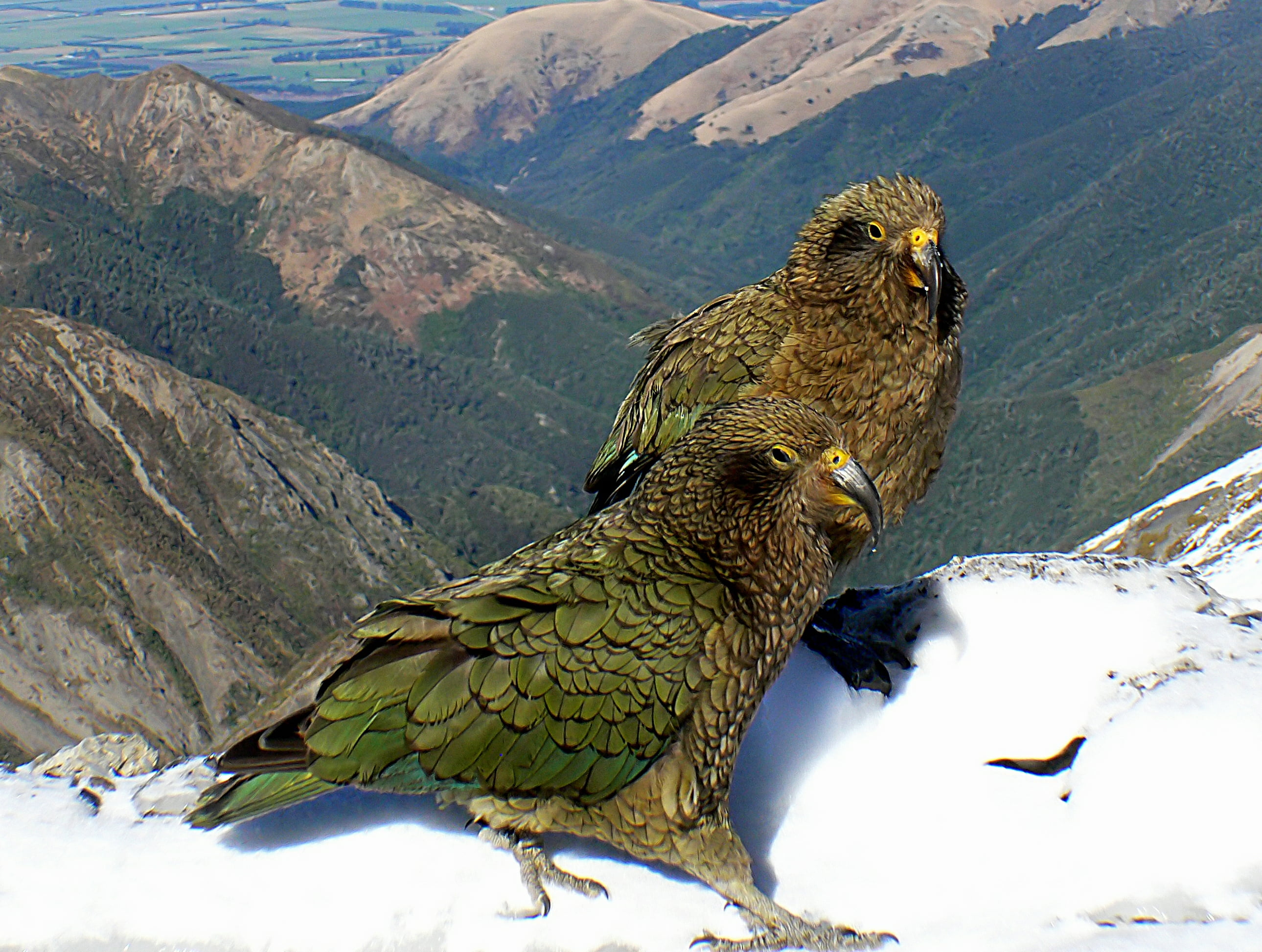 Mountain, Dedication, Panasonic, photos, daytime, nature, 2K, mountains, green, birds, photography, FZ30, Kea, animal, Parrot, top, New Zealand, wildlife, HD Wallpaper